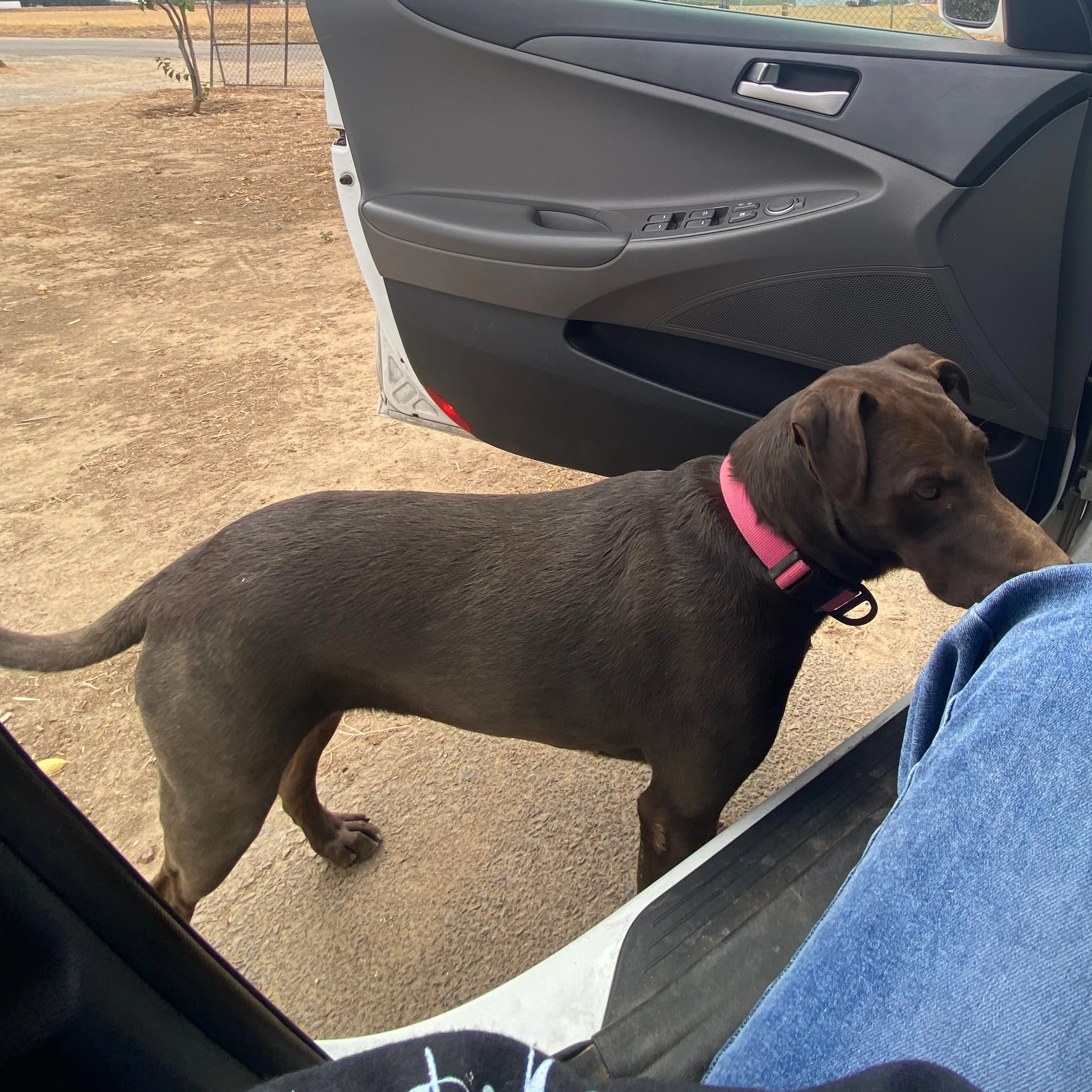 Lost pet-1