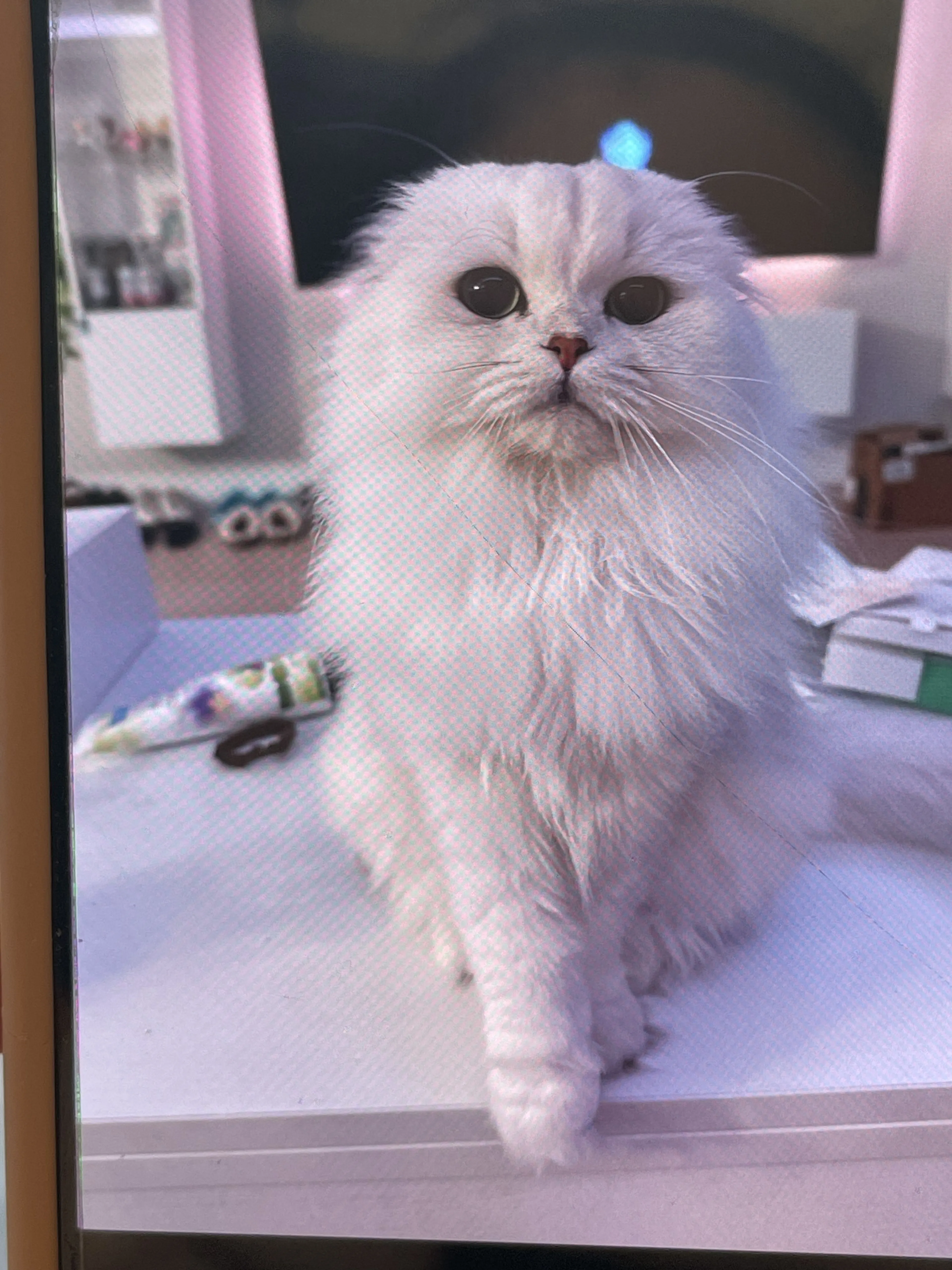 Lost pet