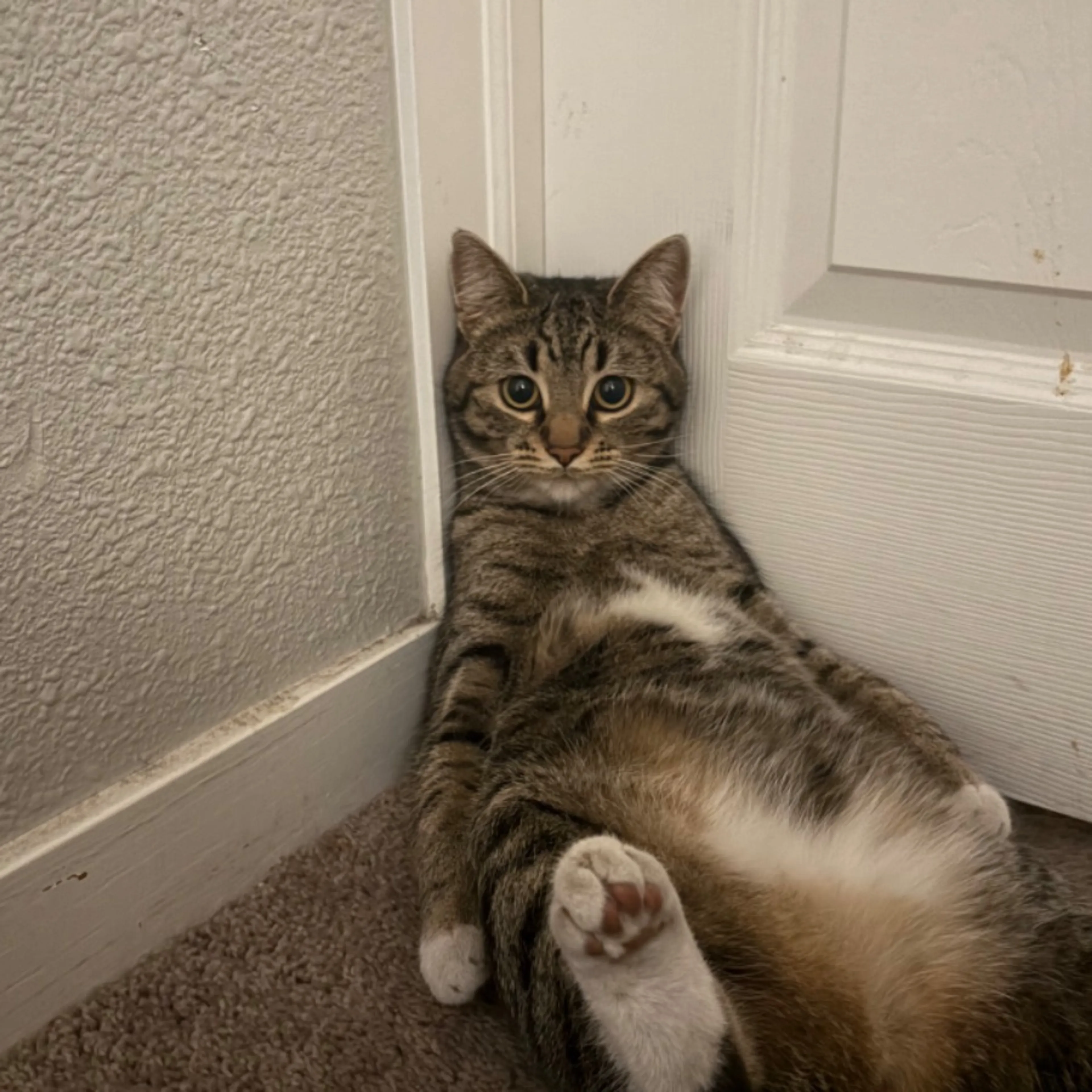 Lost pet