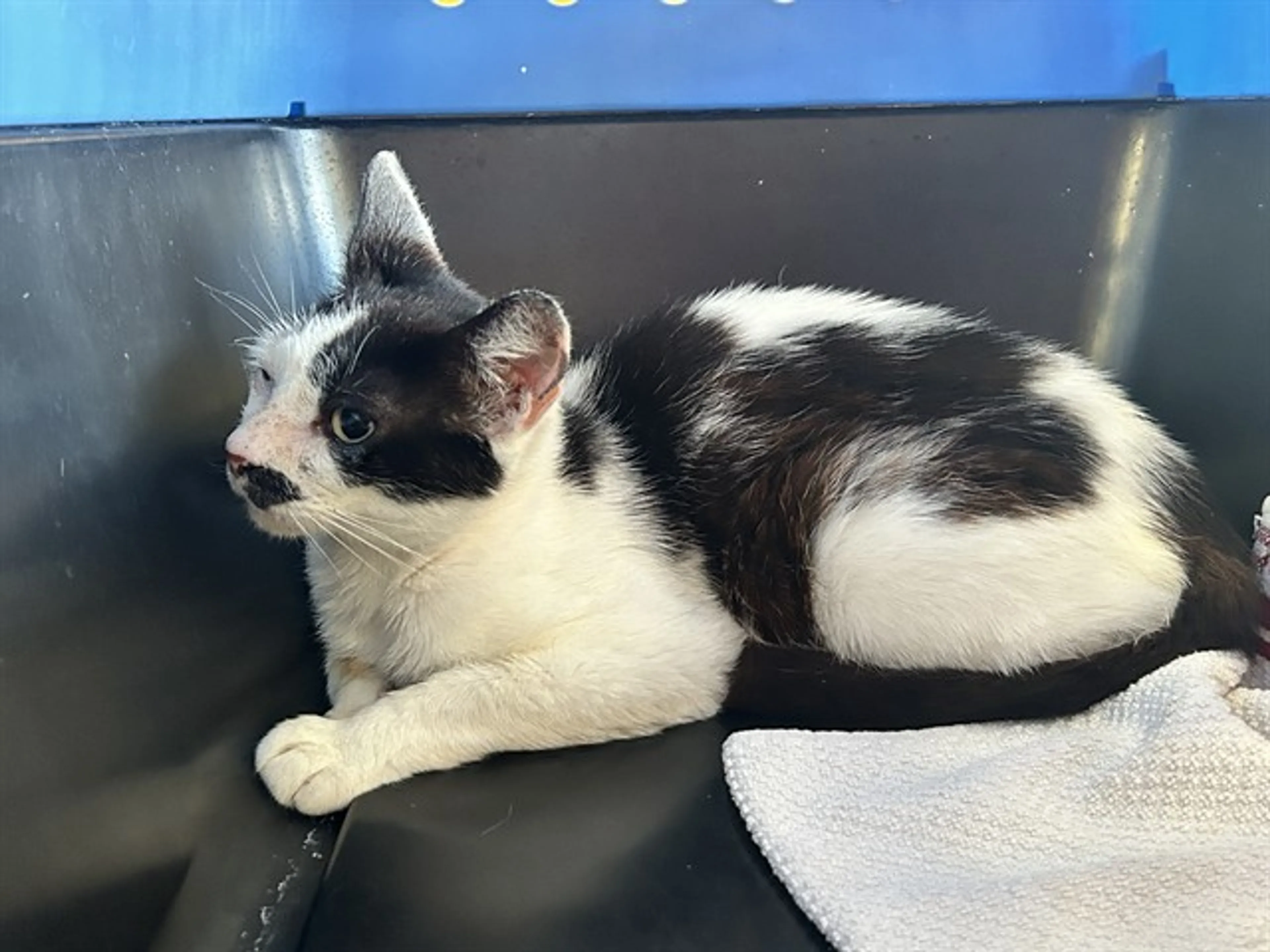 Found pet