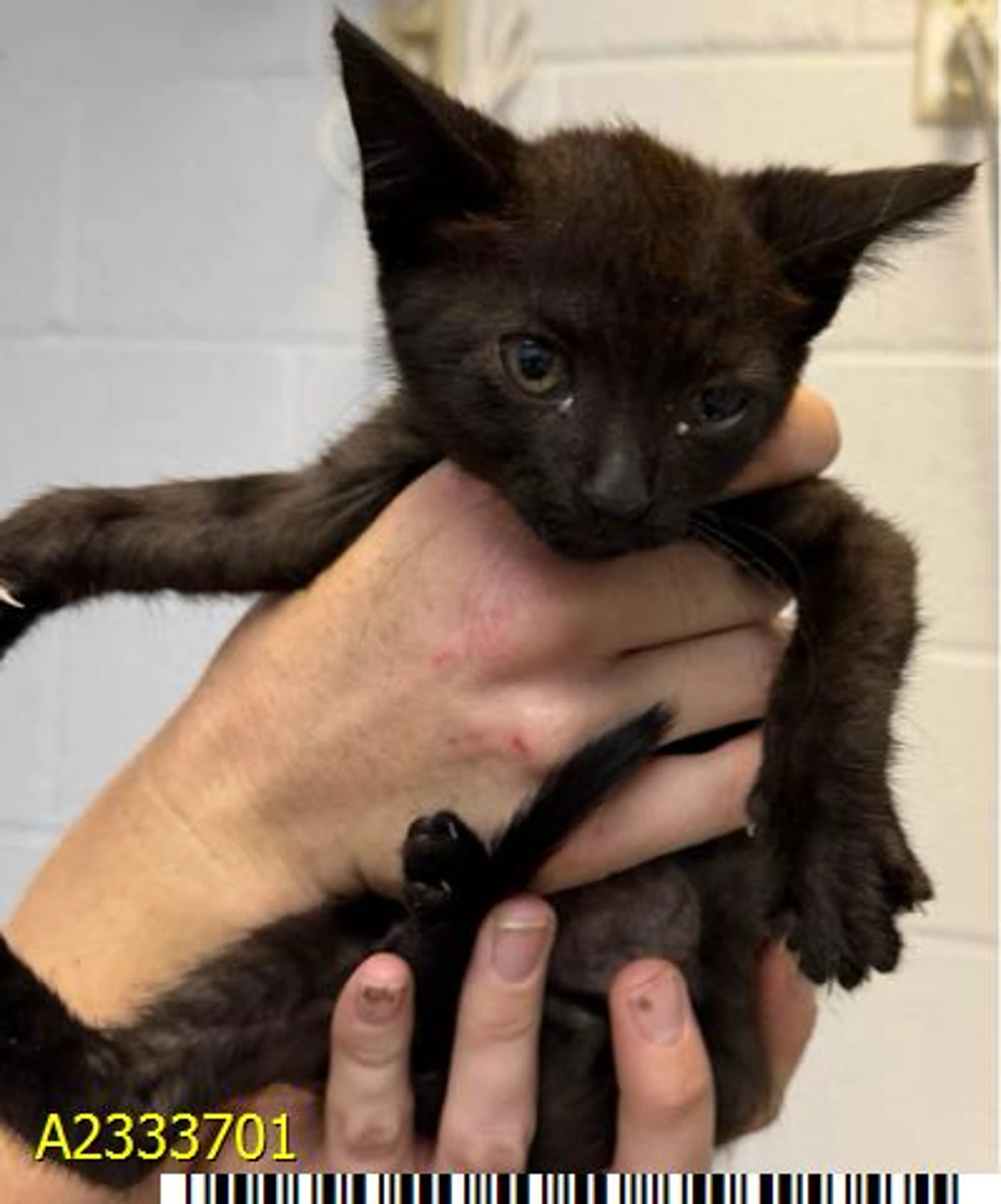 Found pet