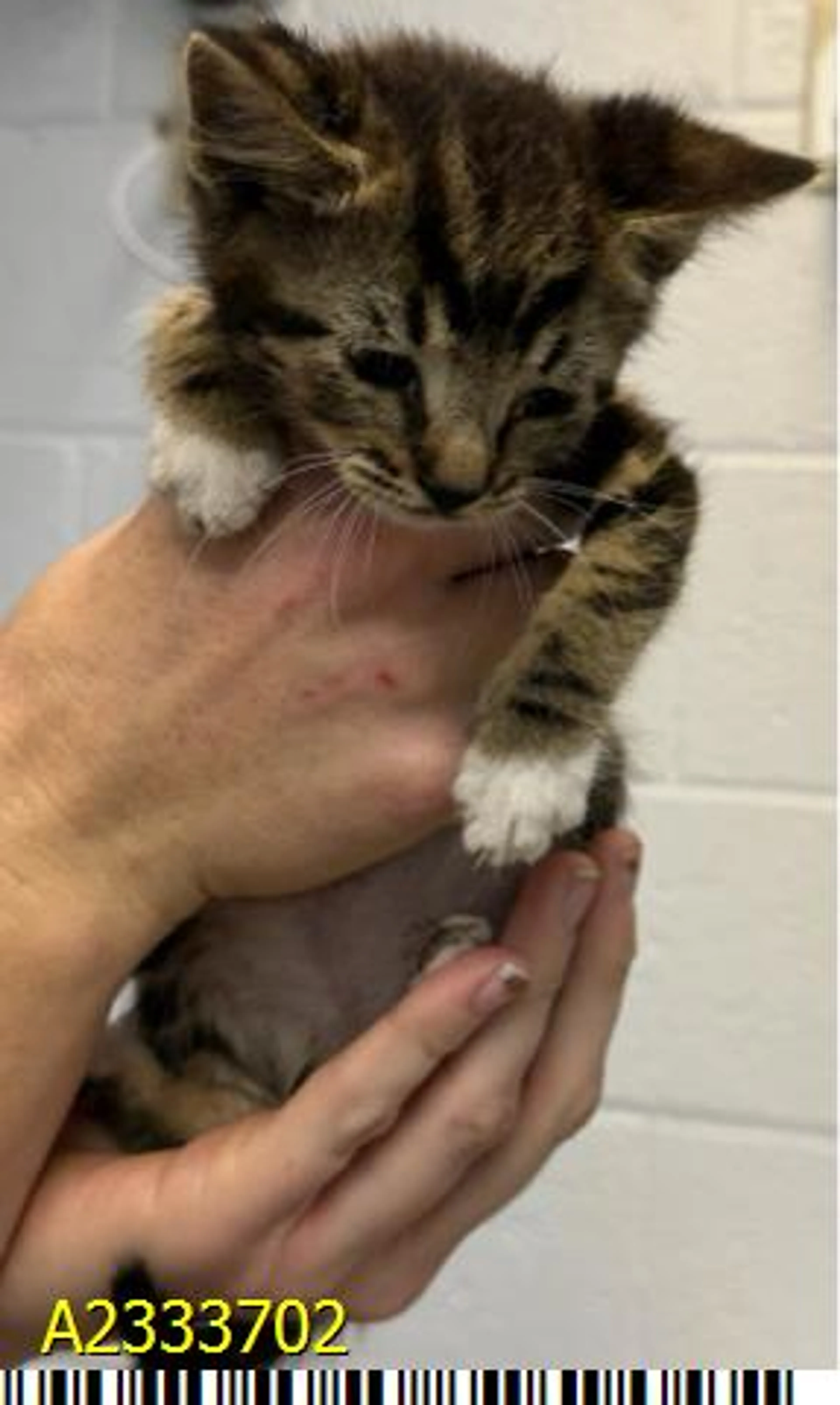 Found pet