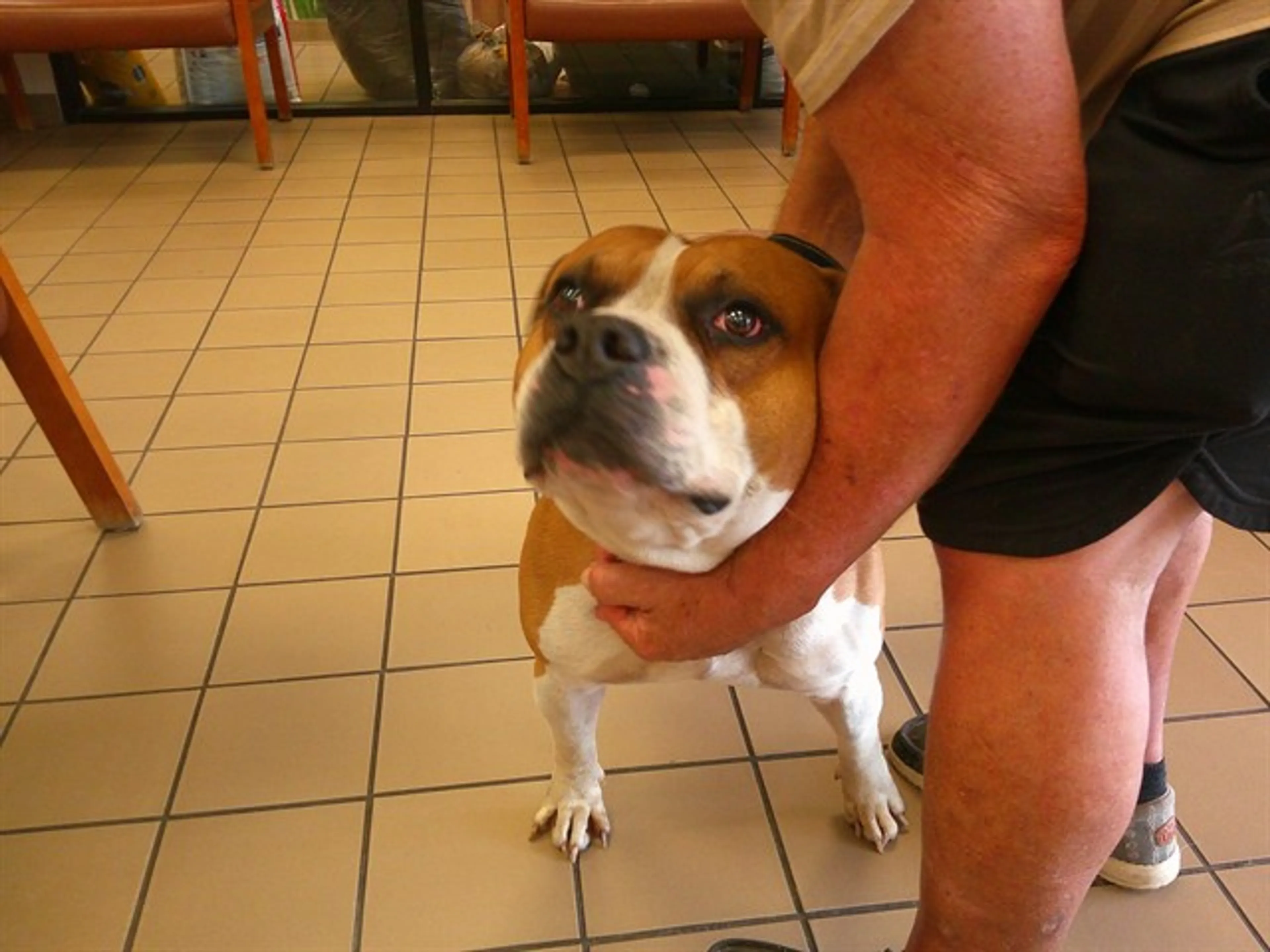 Found pet
