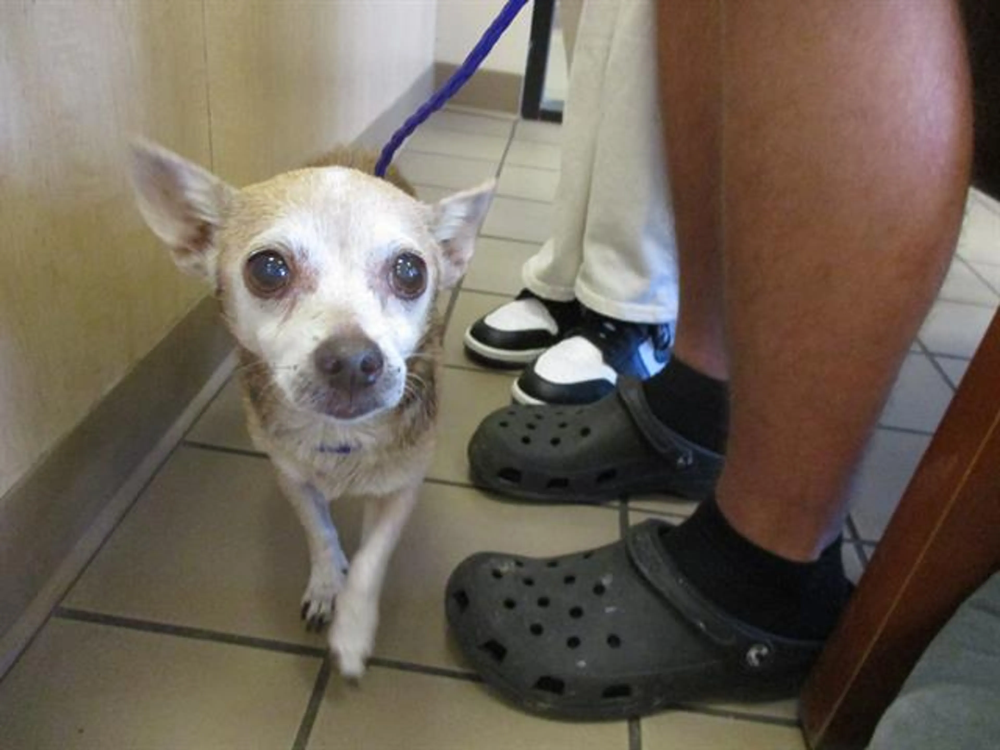 Found pet