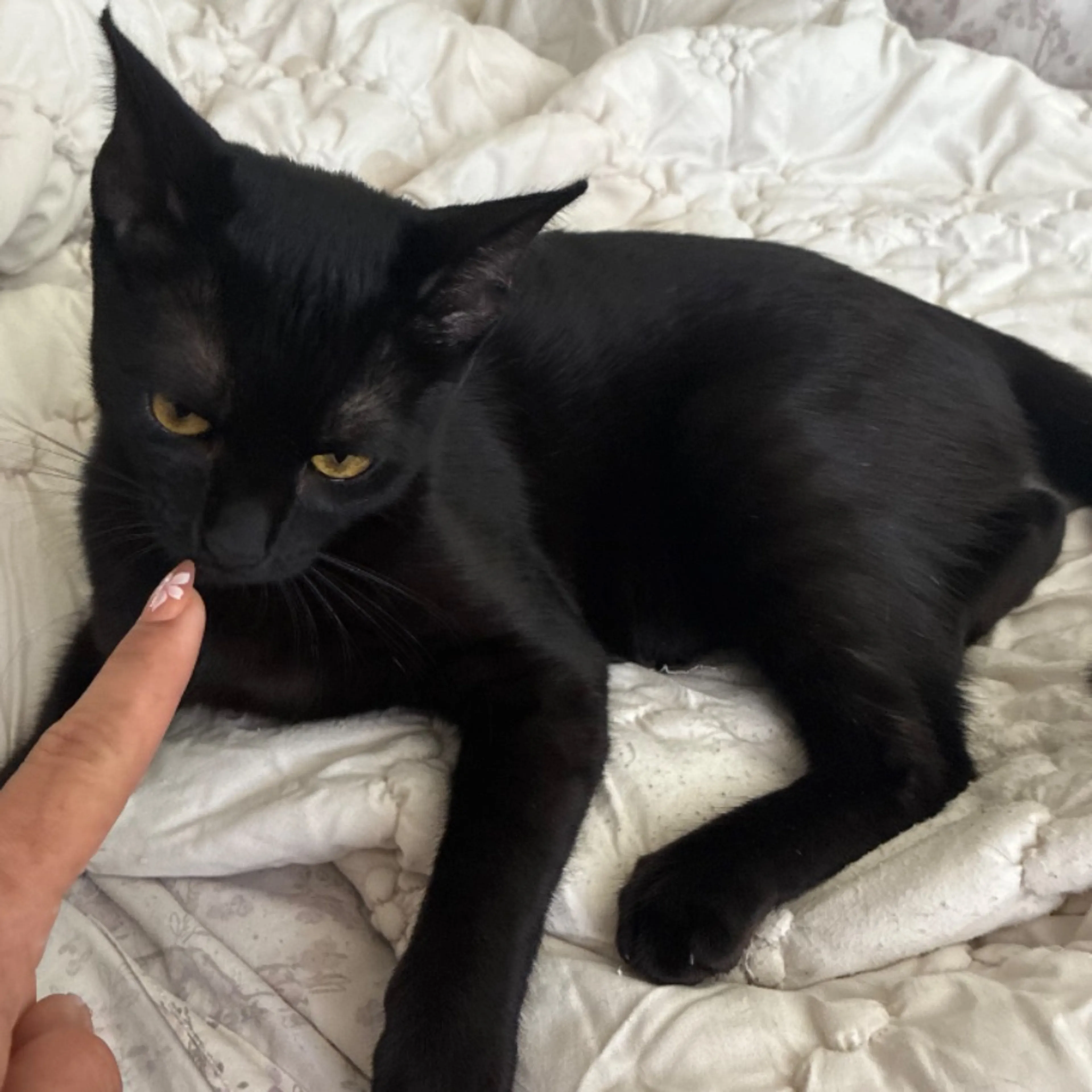 Lost pet