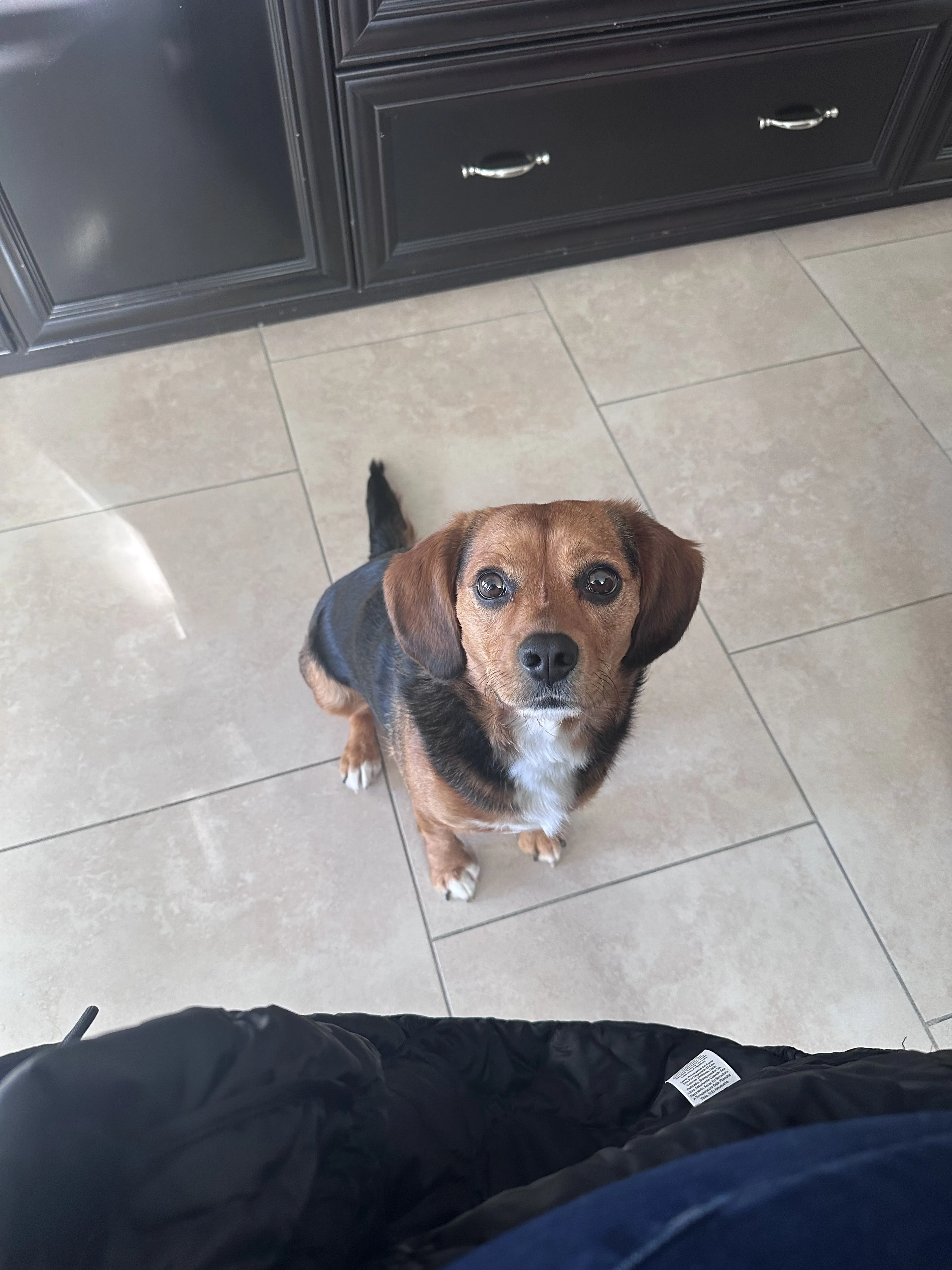 Lost pet-0
