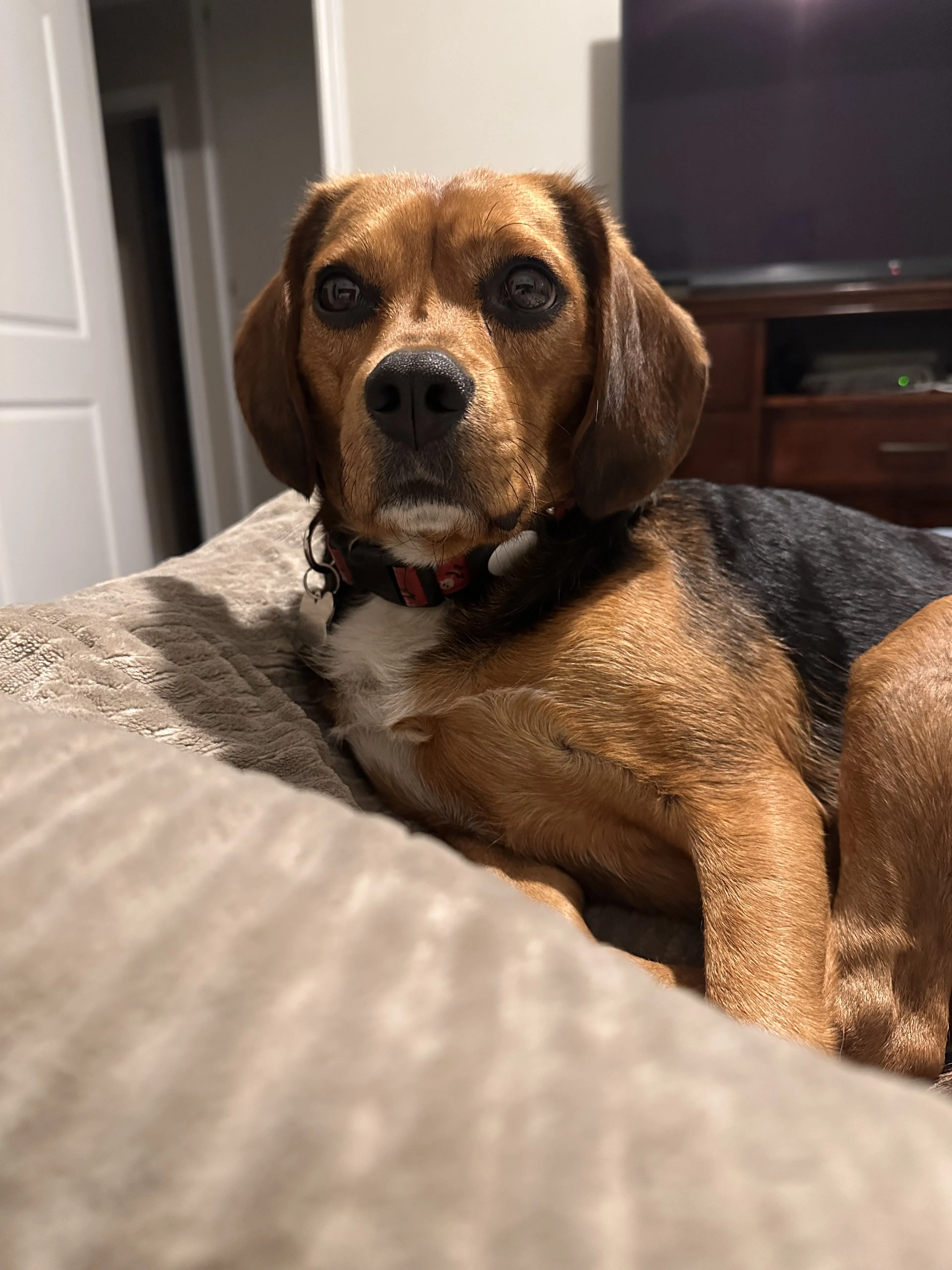 Lost pet-2