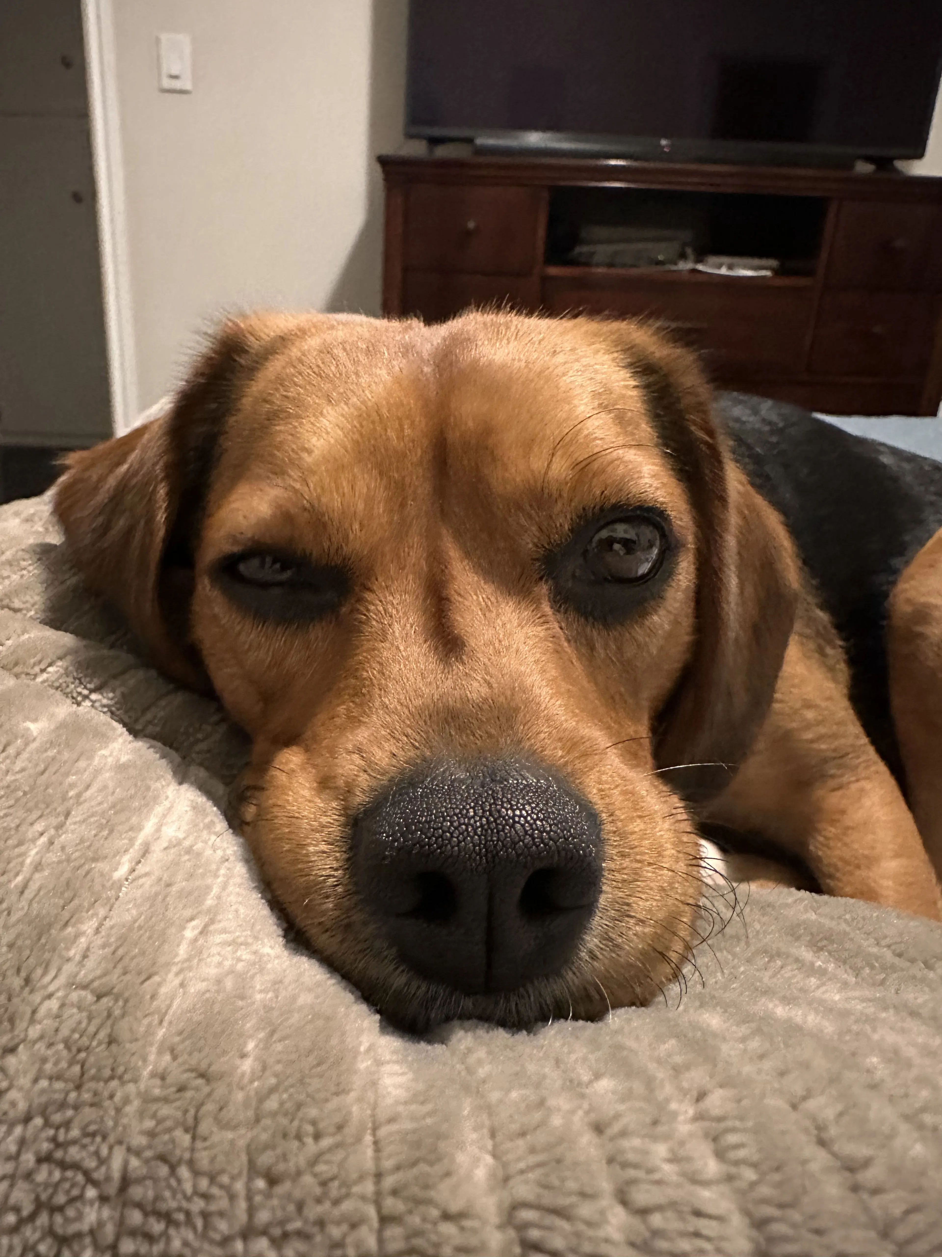 Lost pet-1