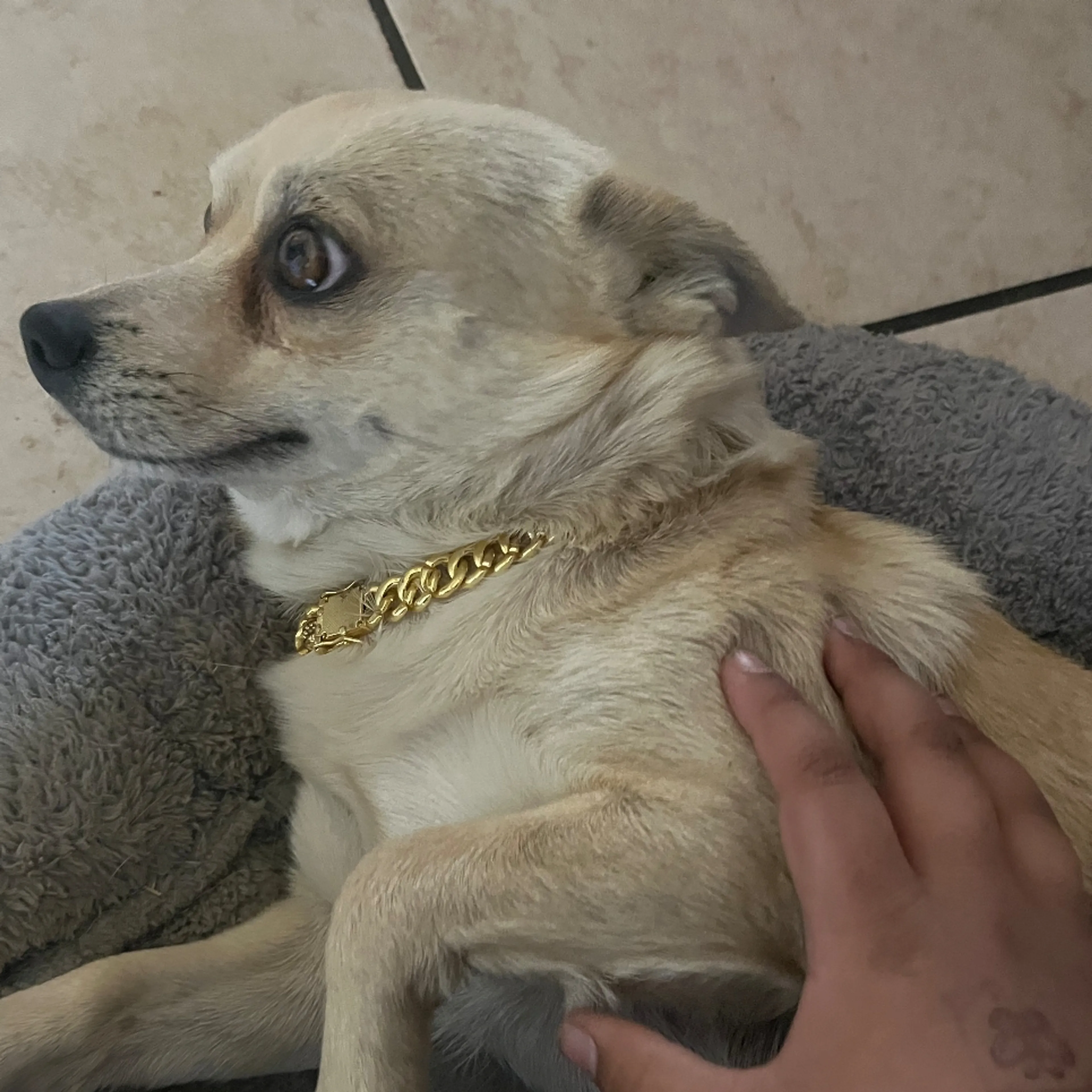 Lost pet-2