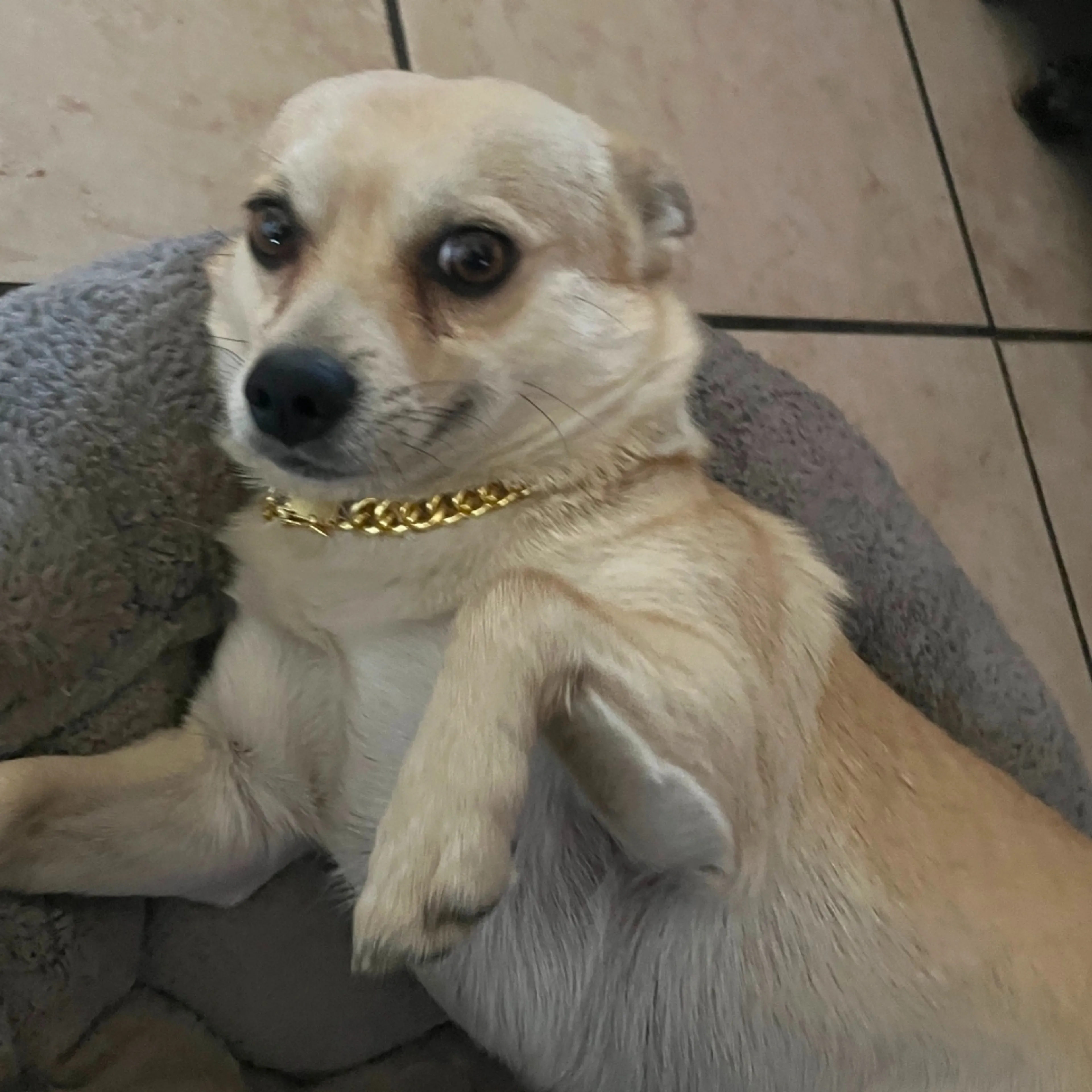 Lost pet-1