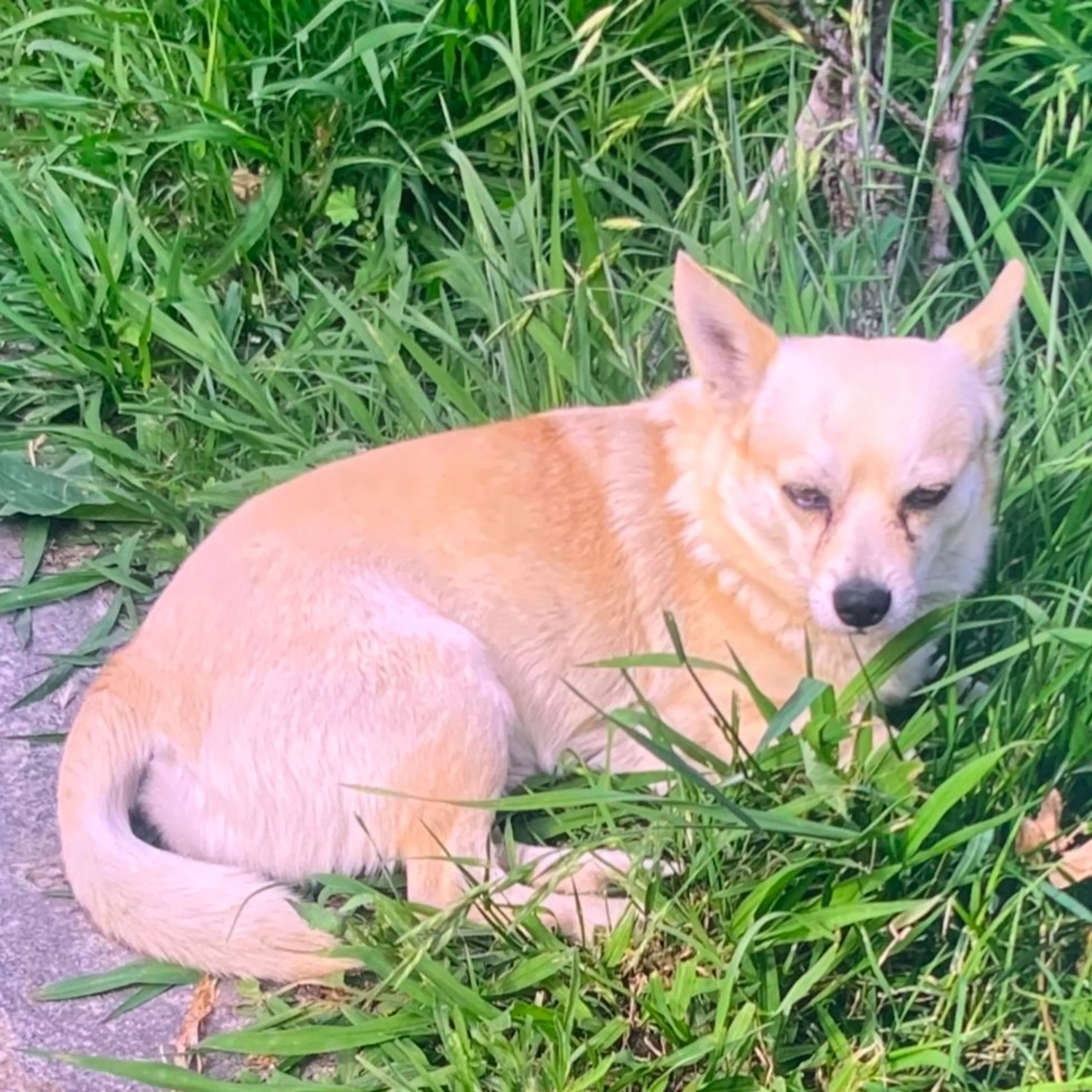 Lost pet-0