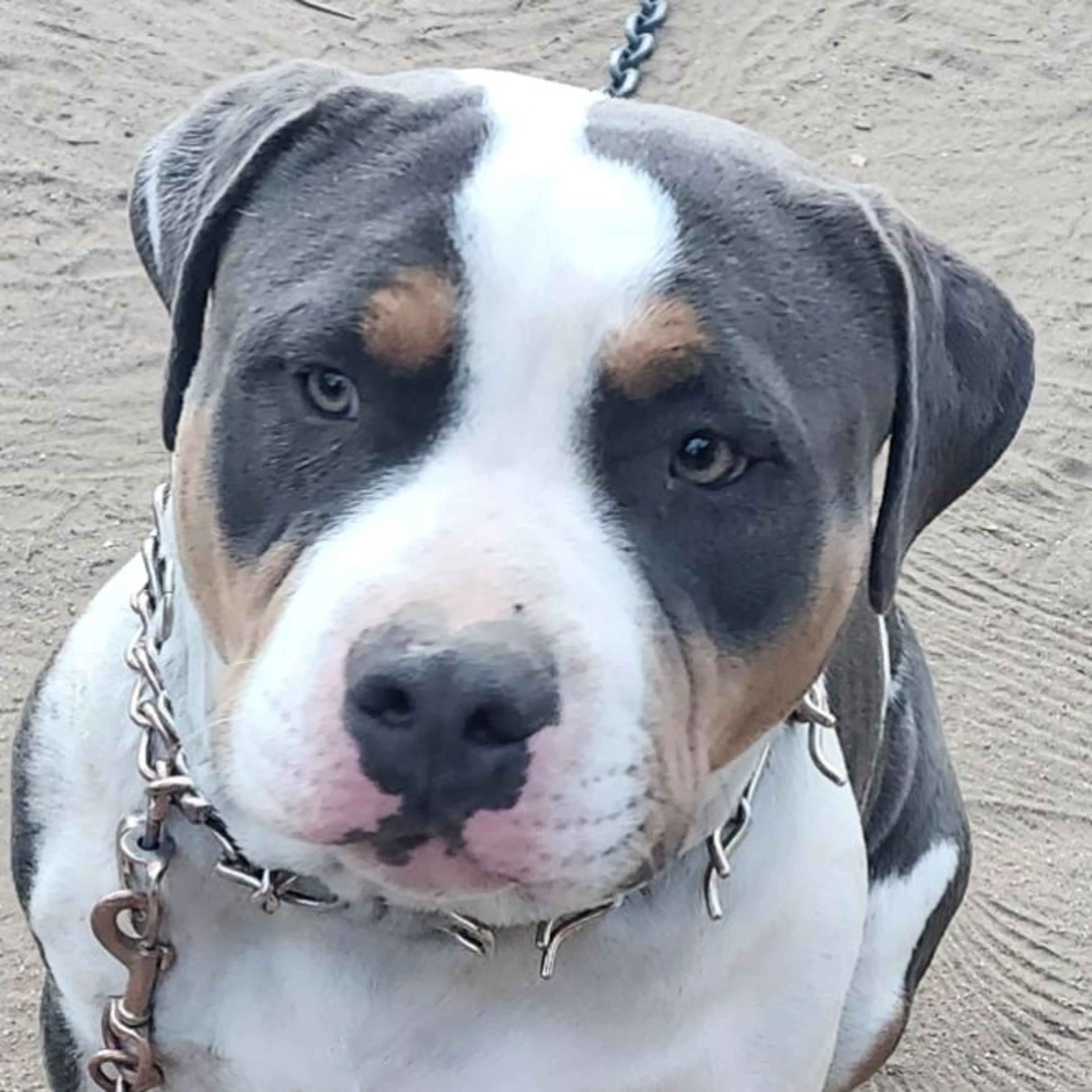 Lost pet