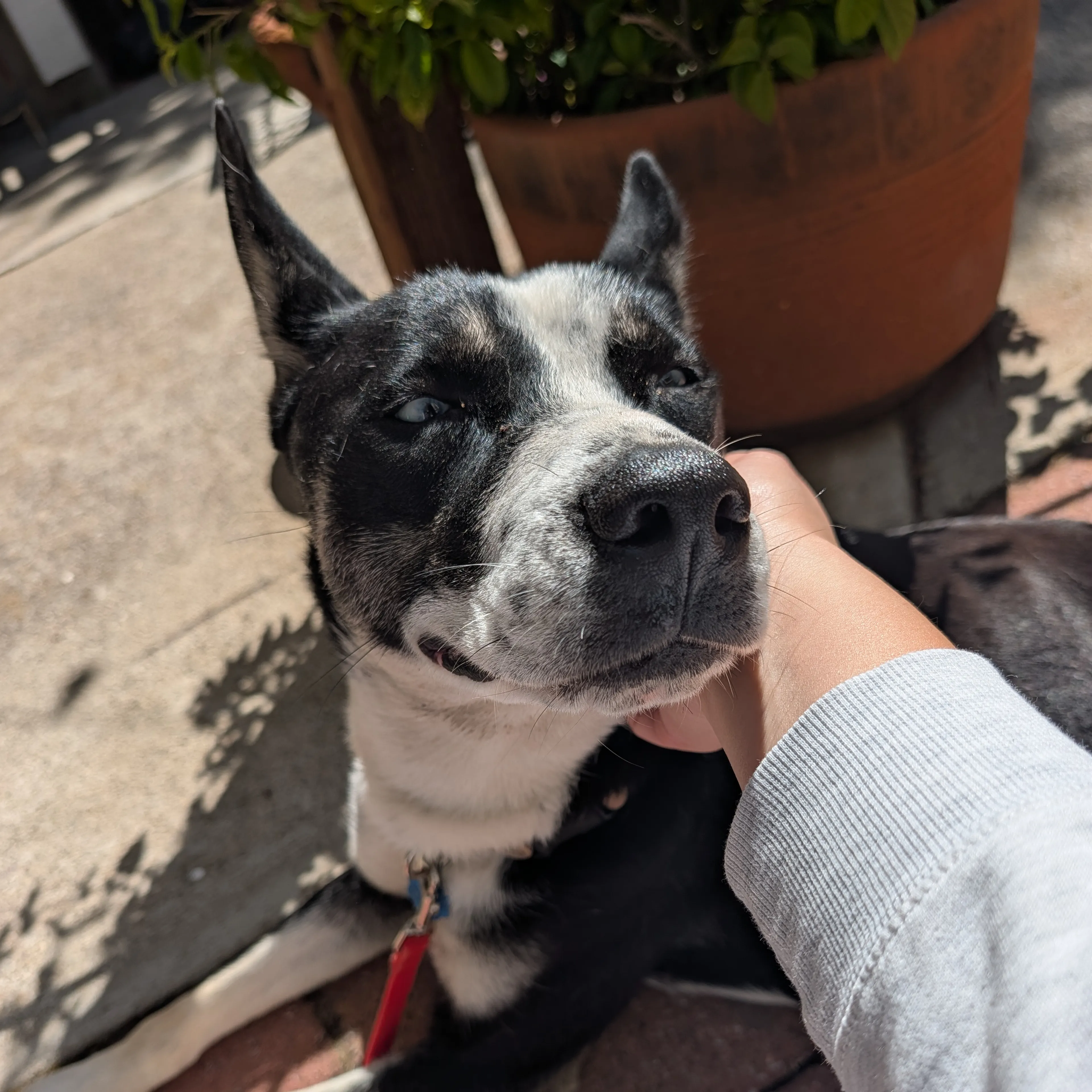 Found pet-2