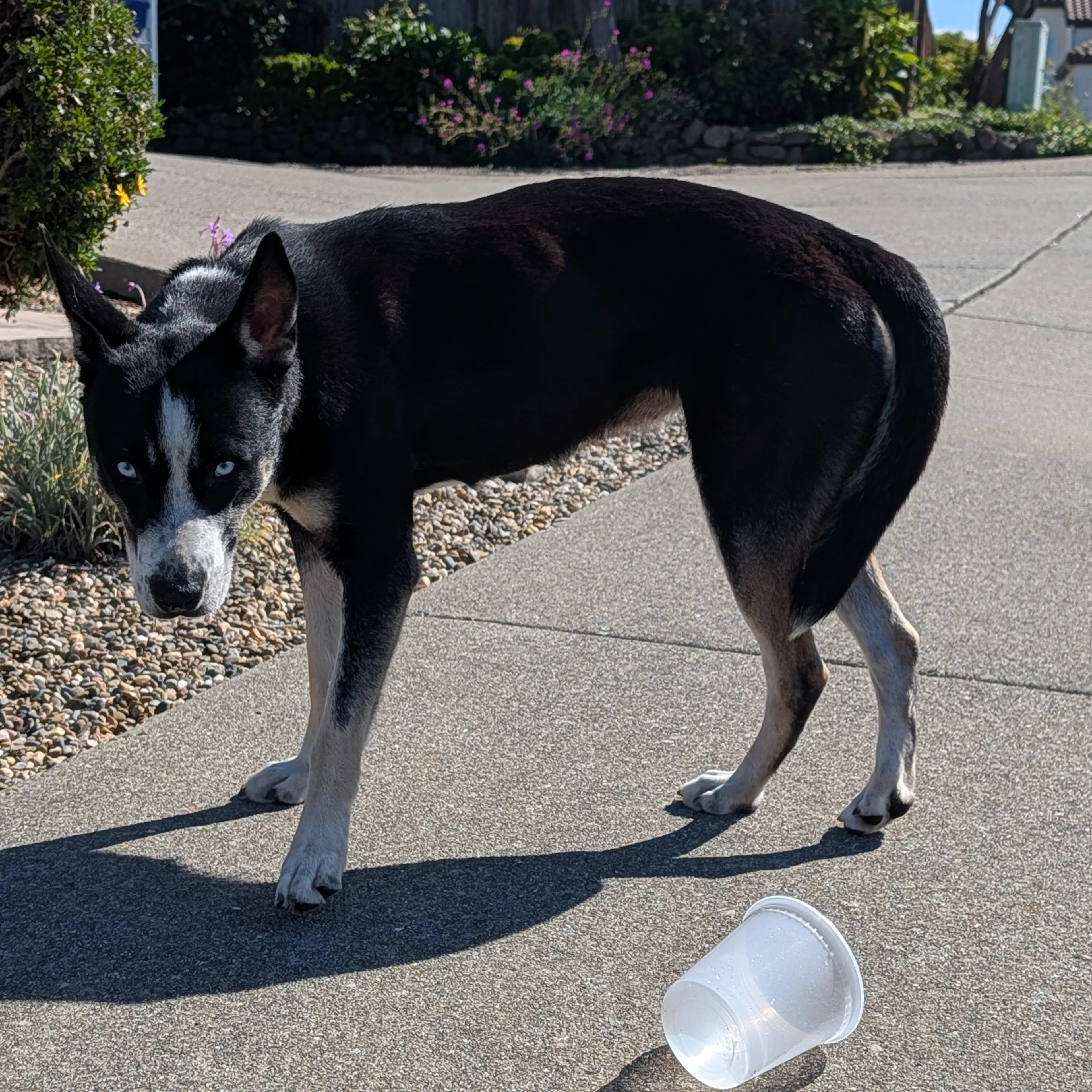 Found pet-1