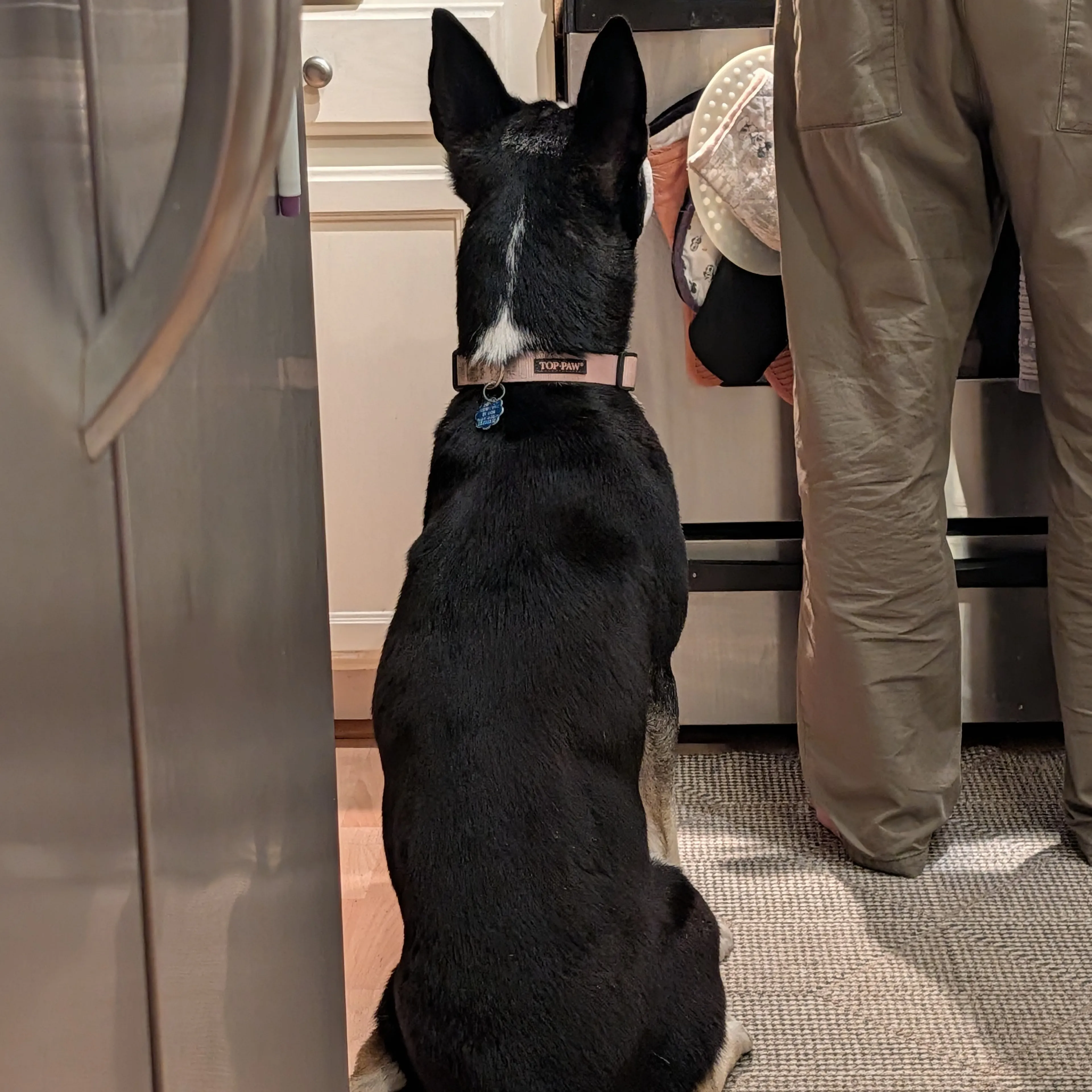 Found pet-3