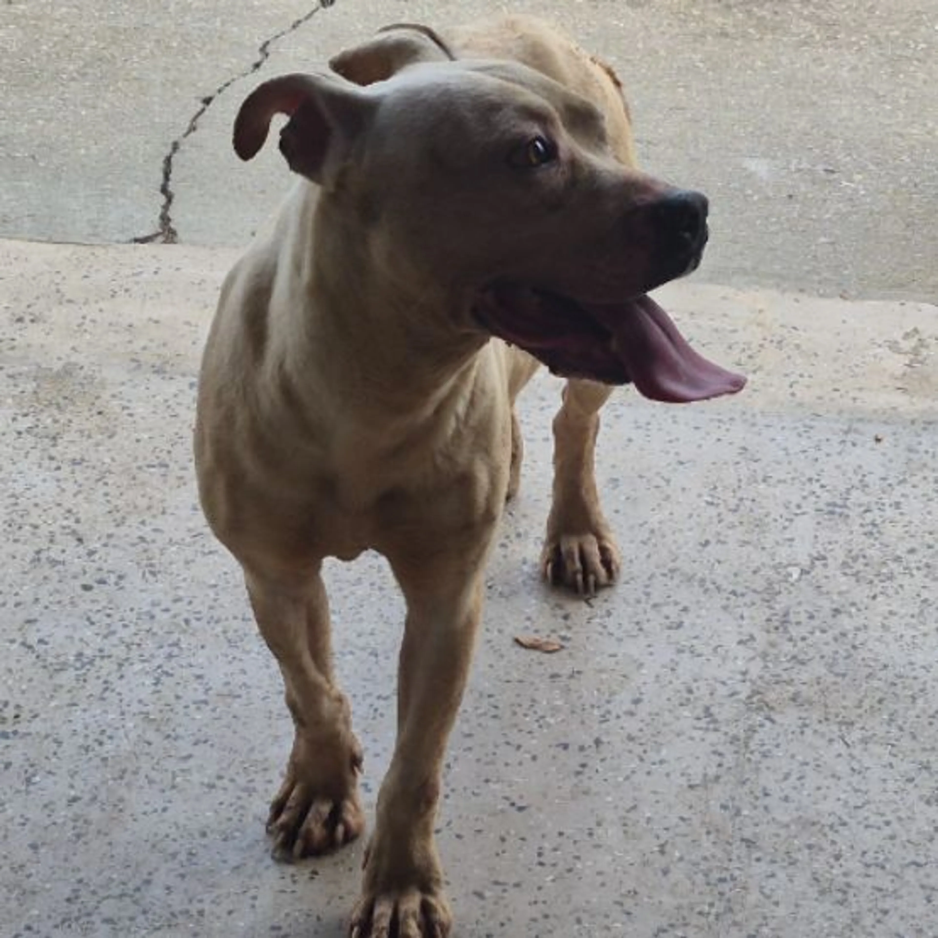 Found pet