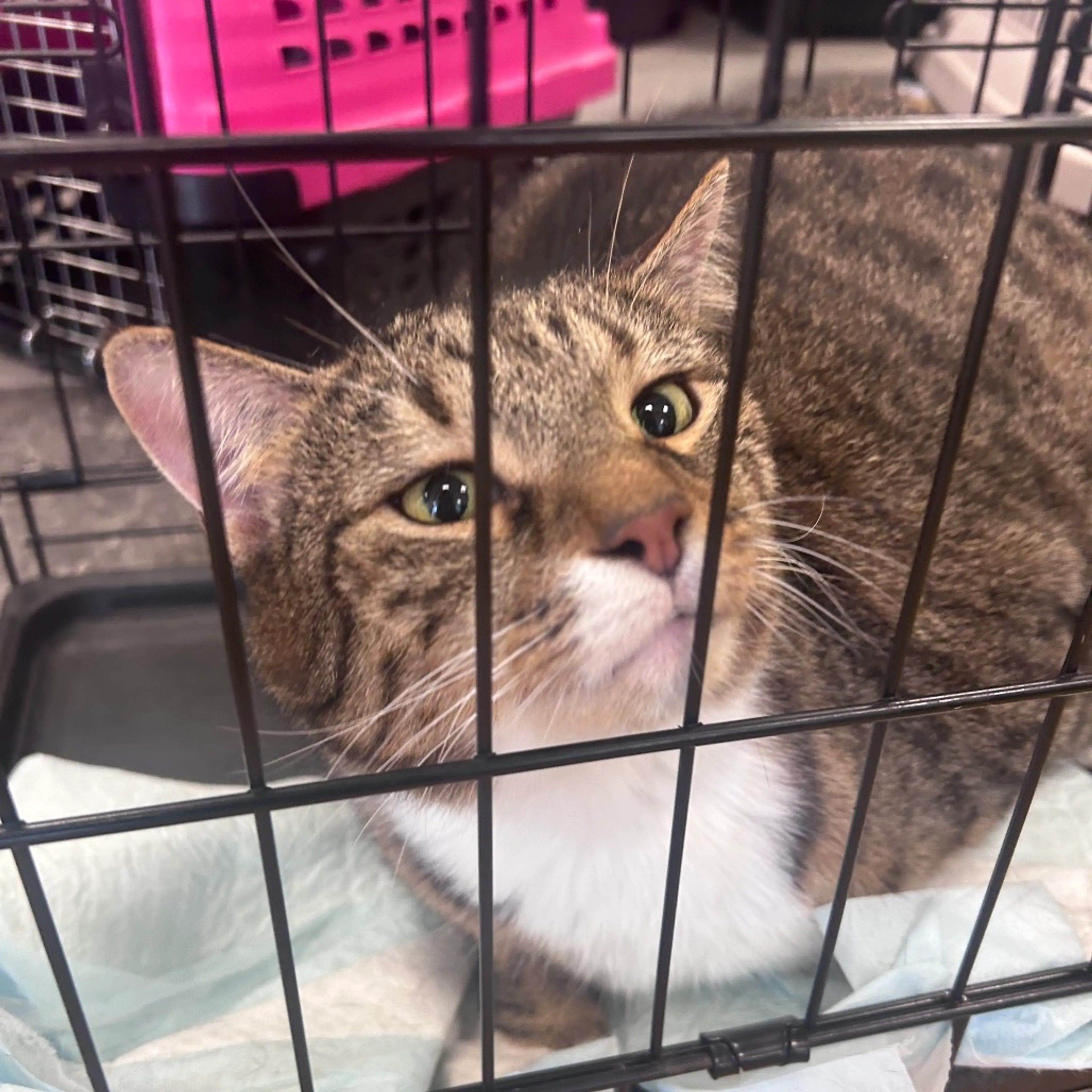 Found pet