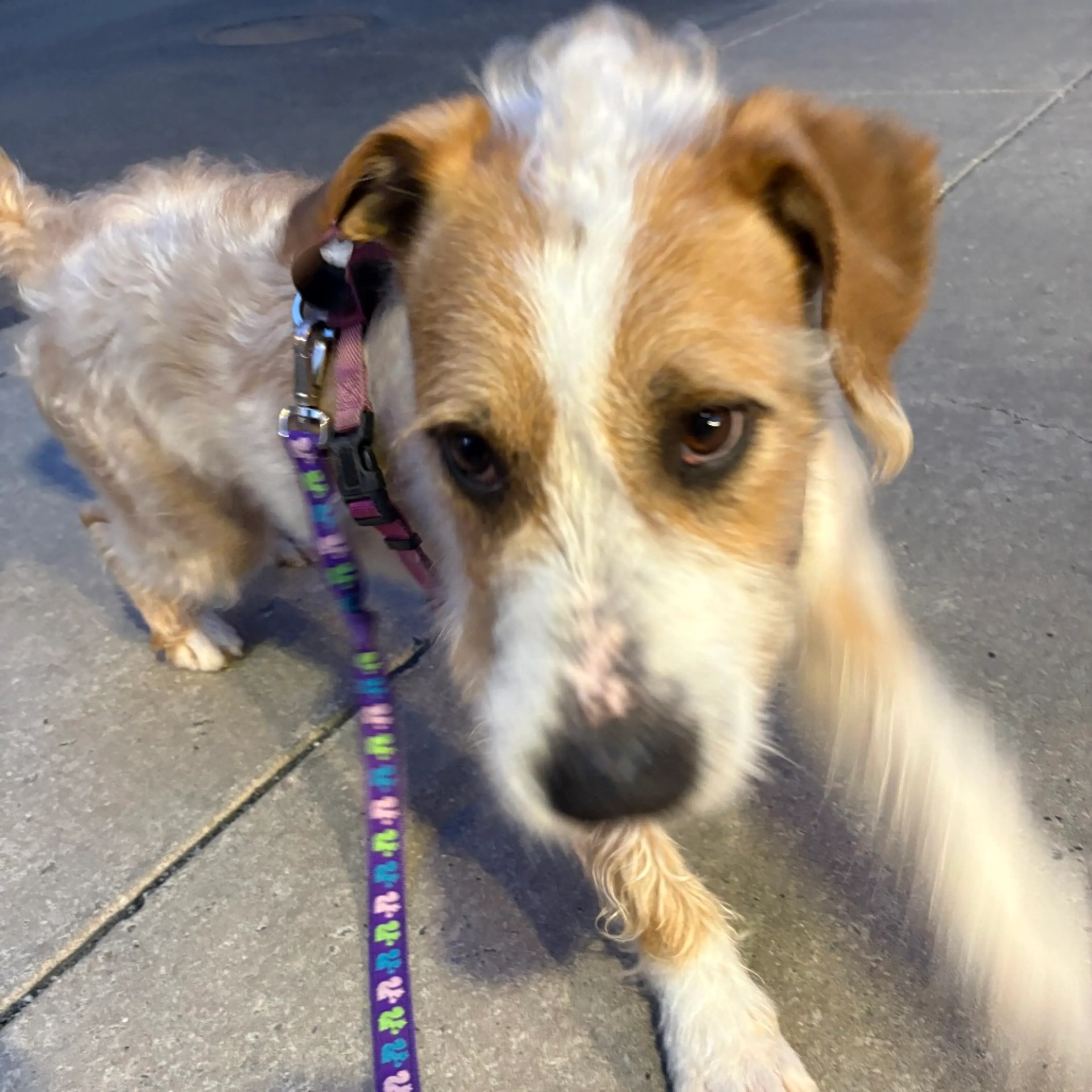 Found pet-2