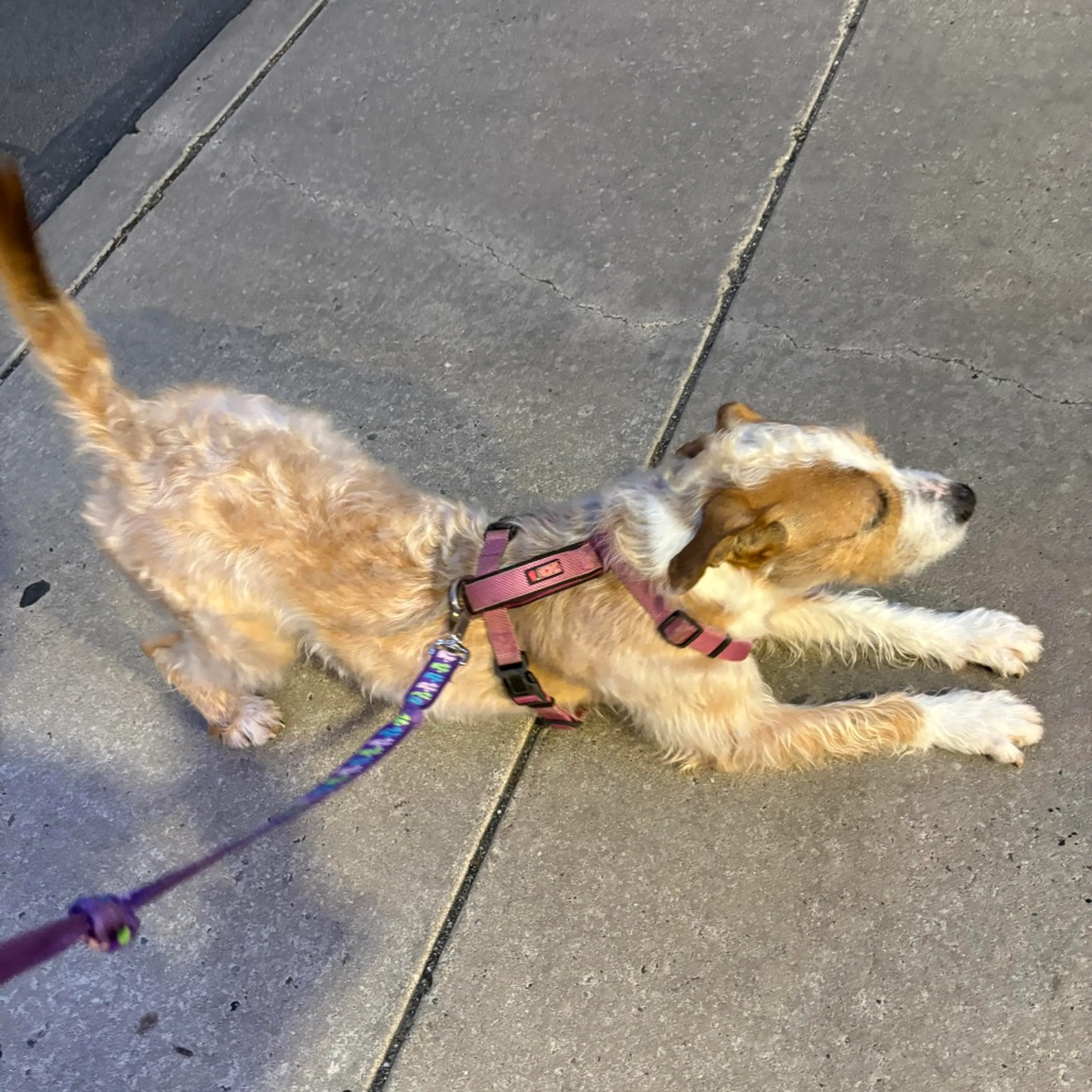 Found pet-1