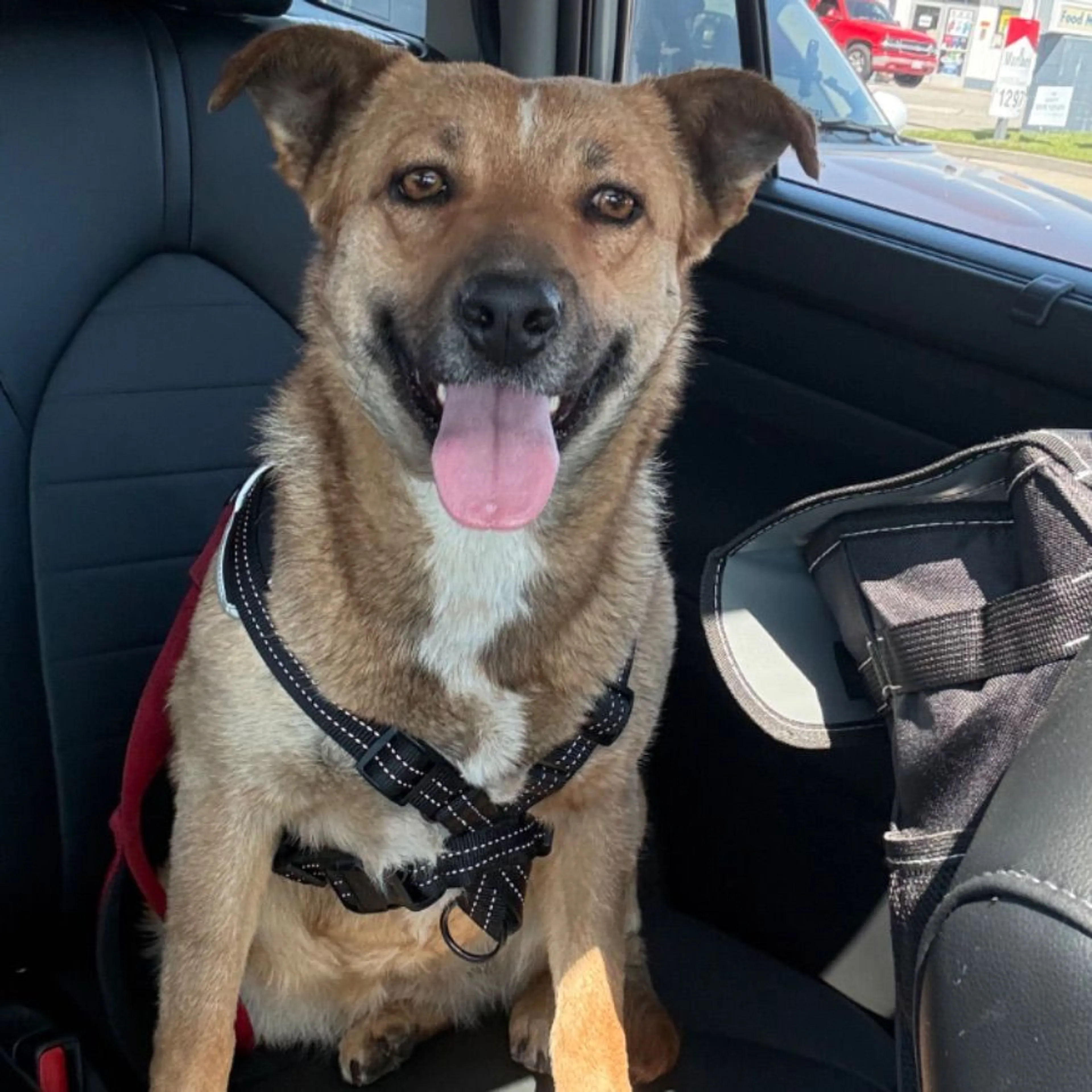Found pet