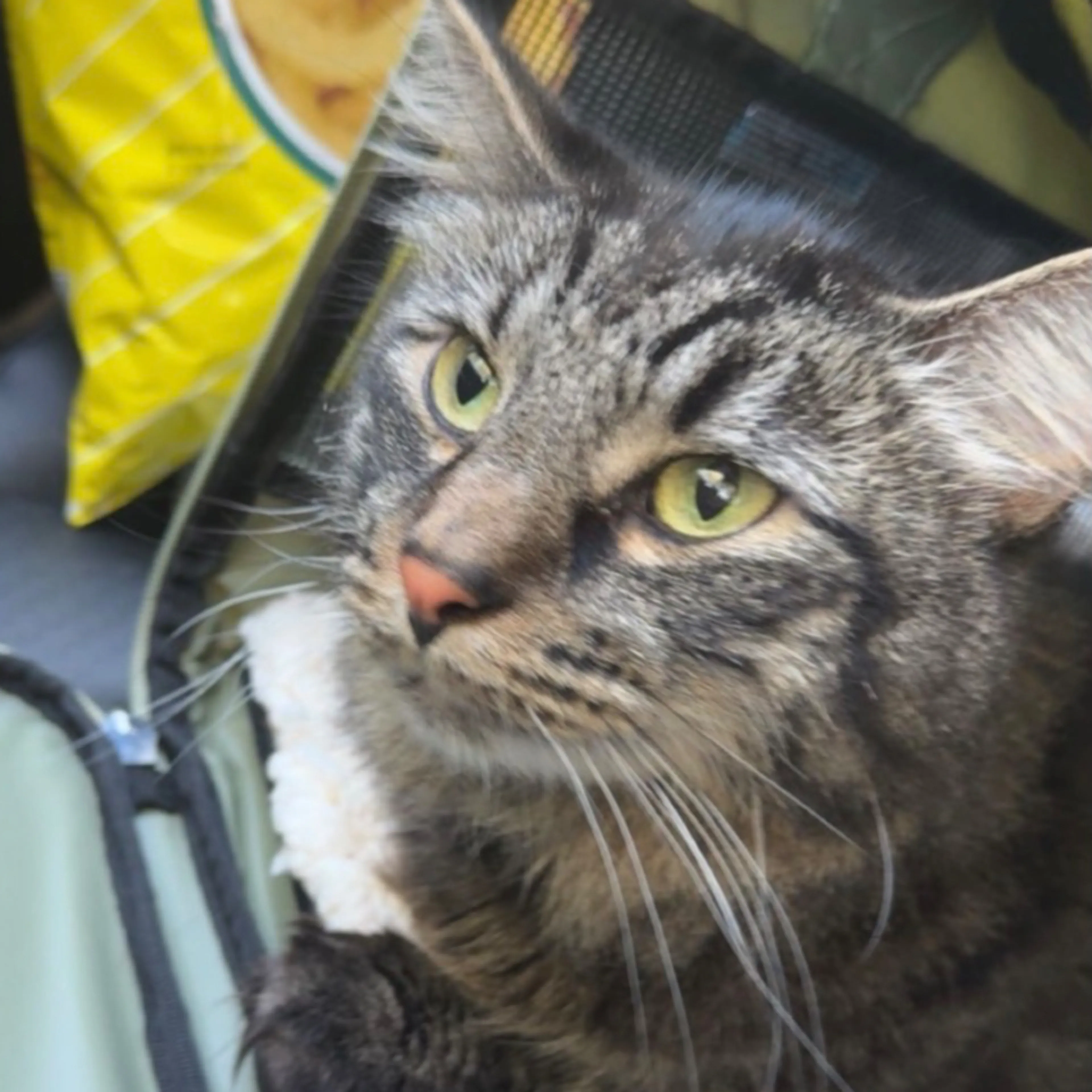 Lost pet-3