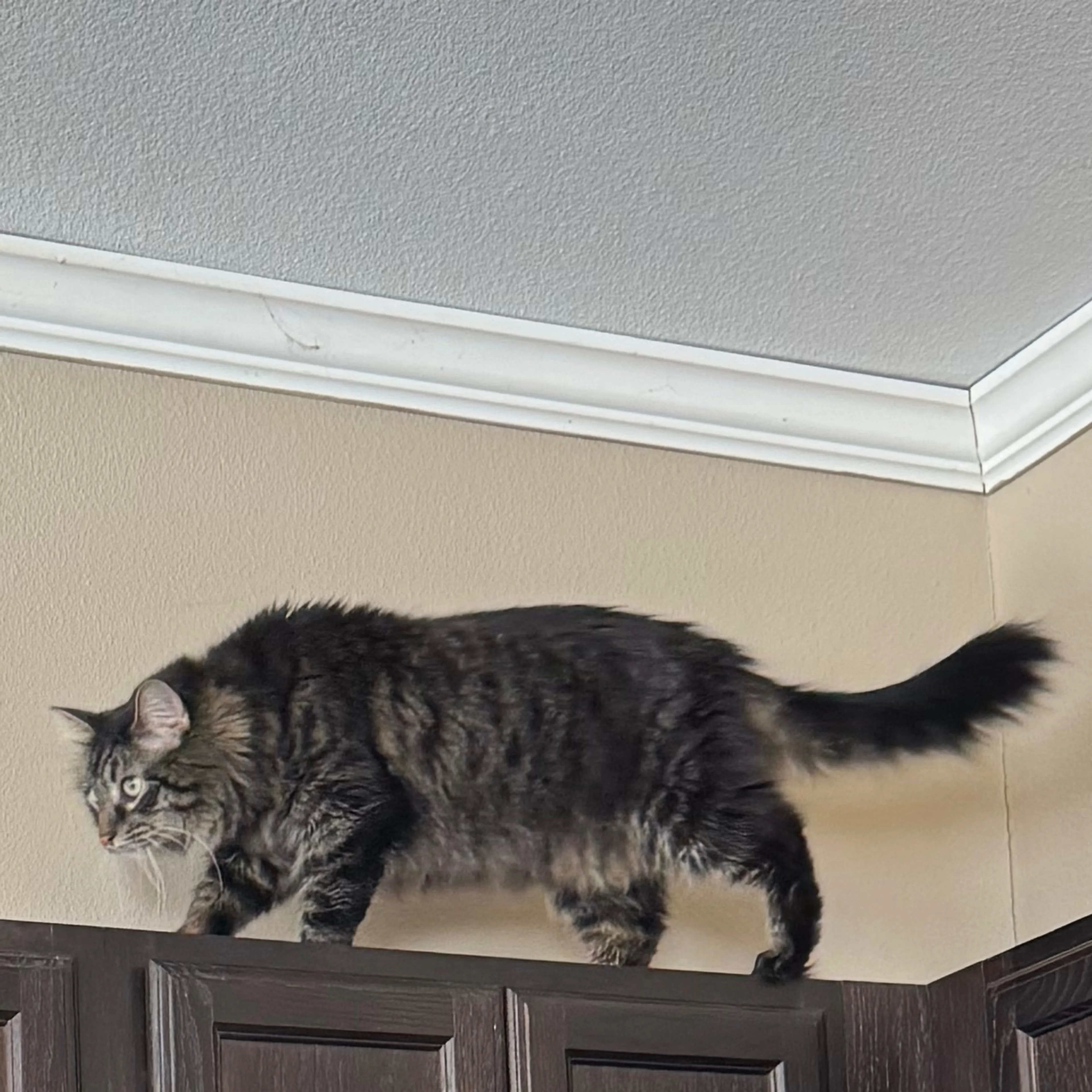 Lost pet-1