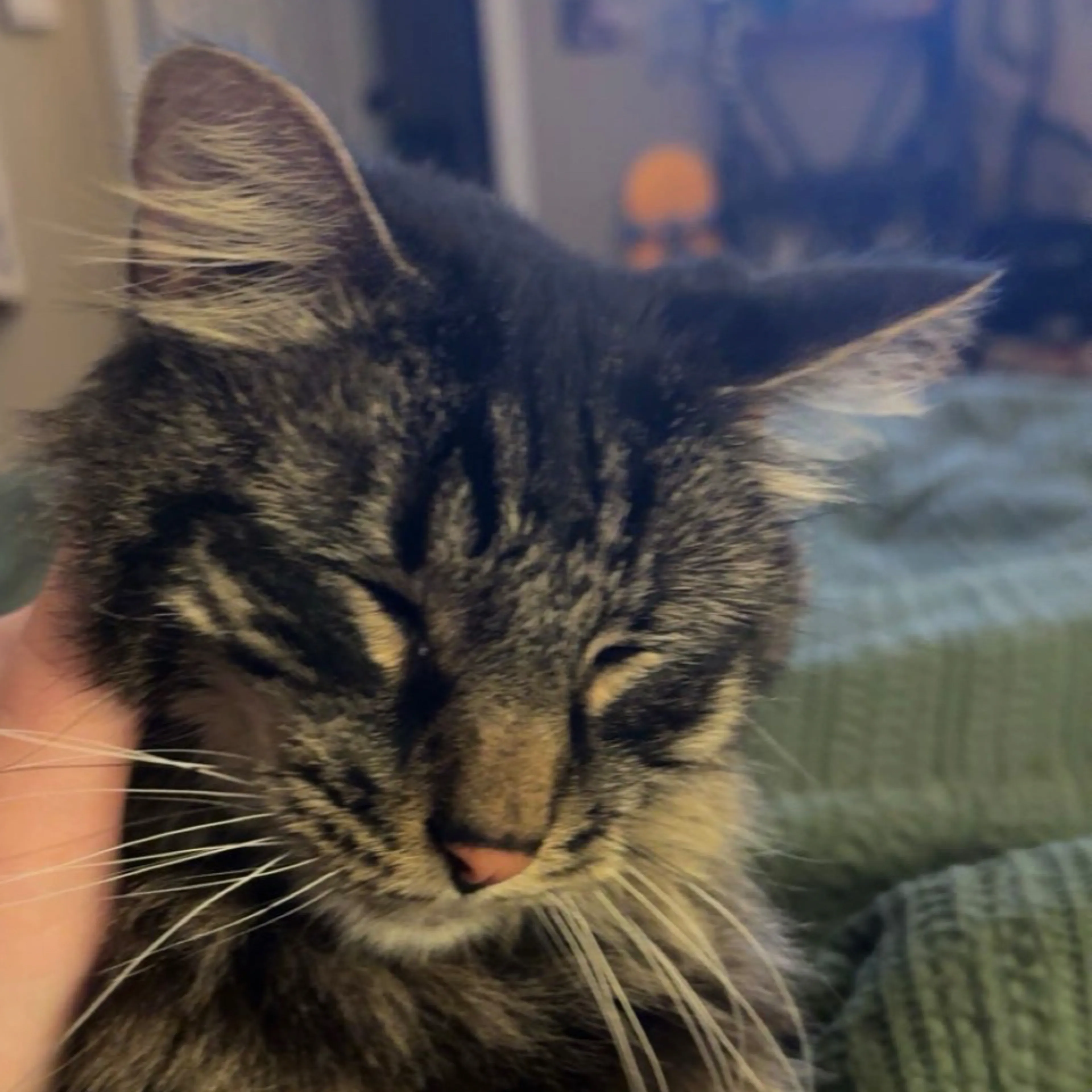 Lost pet-2