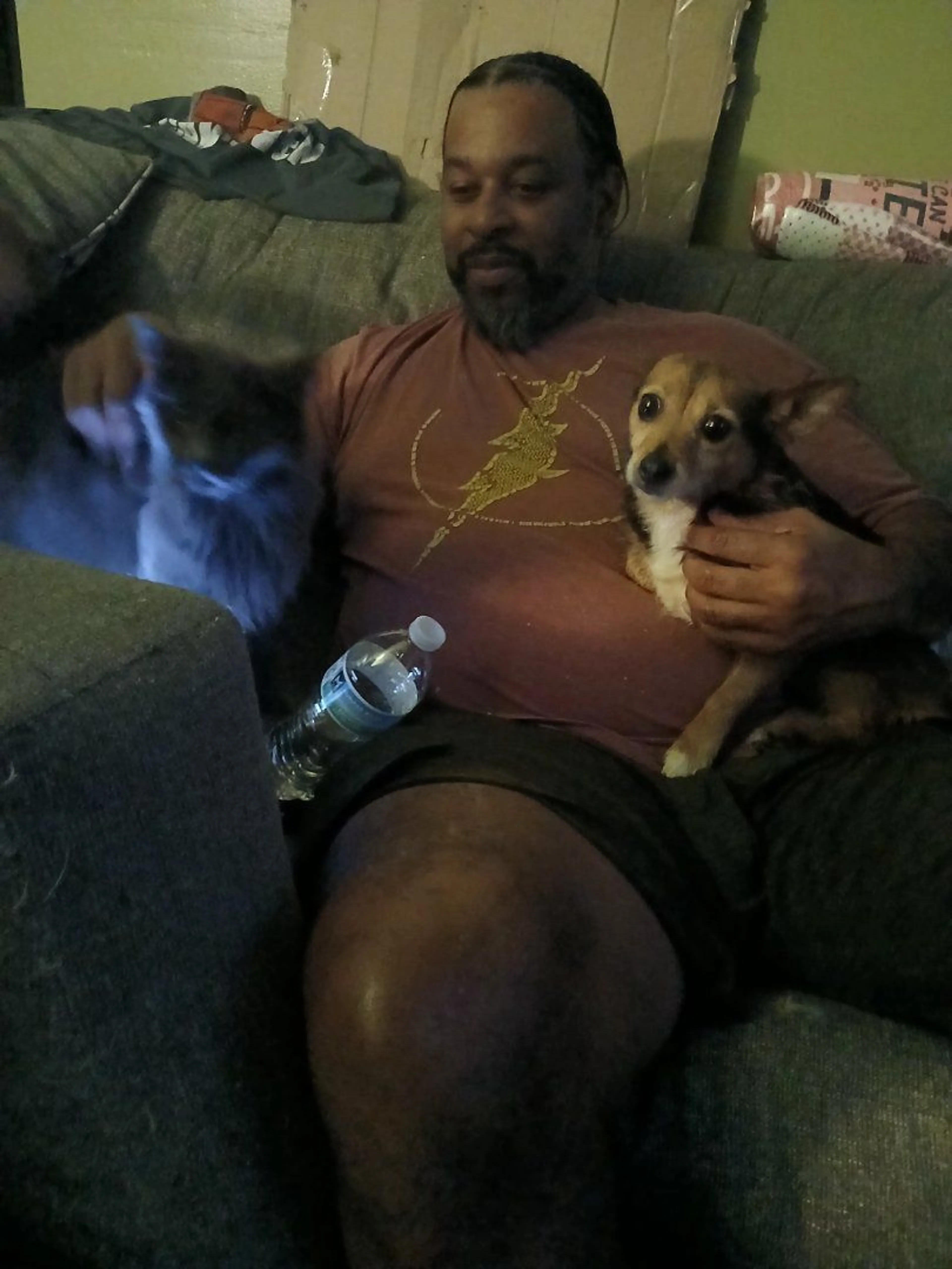 Lost pet-2