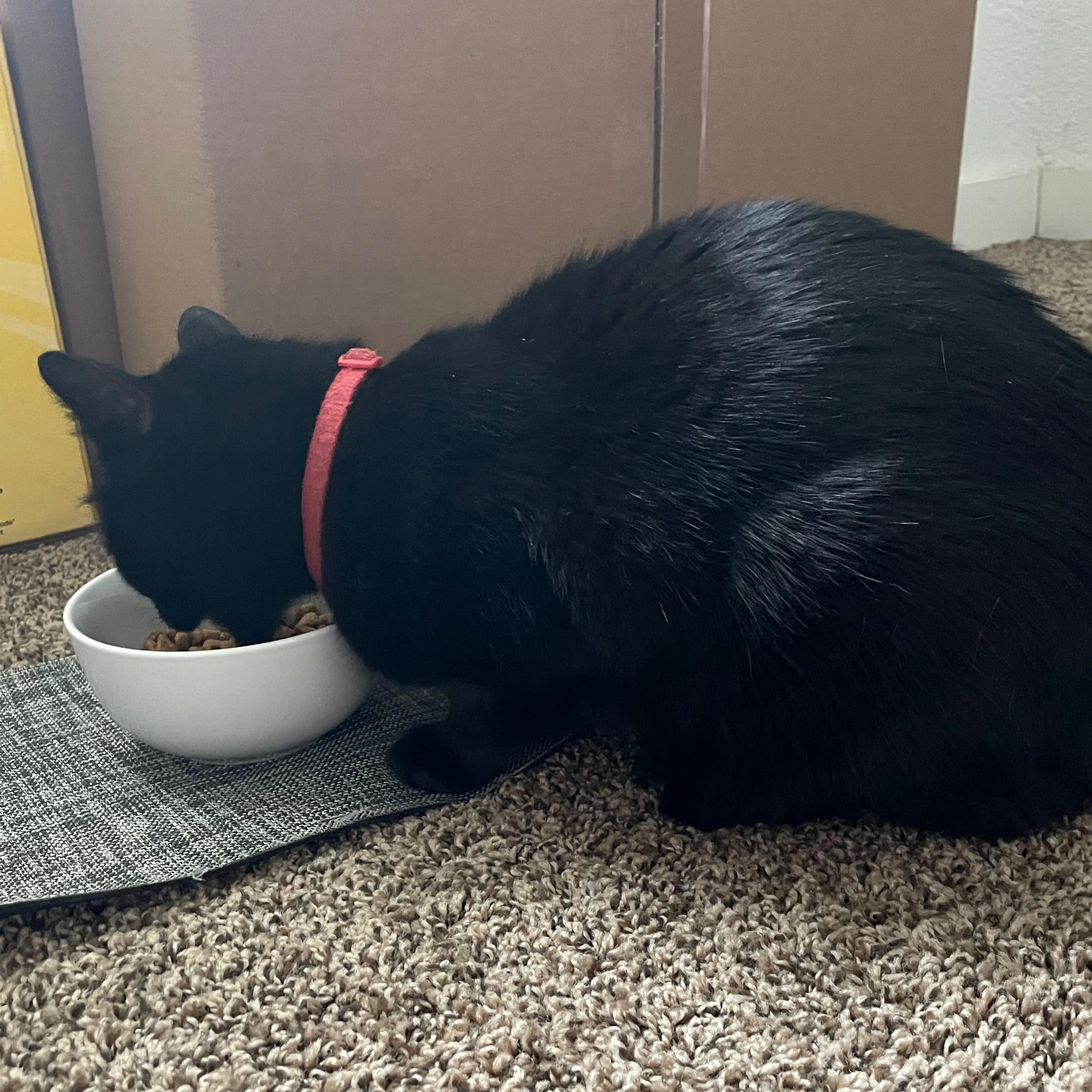 Found pet-1