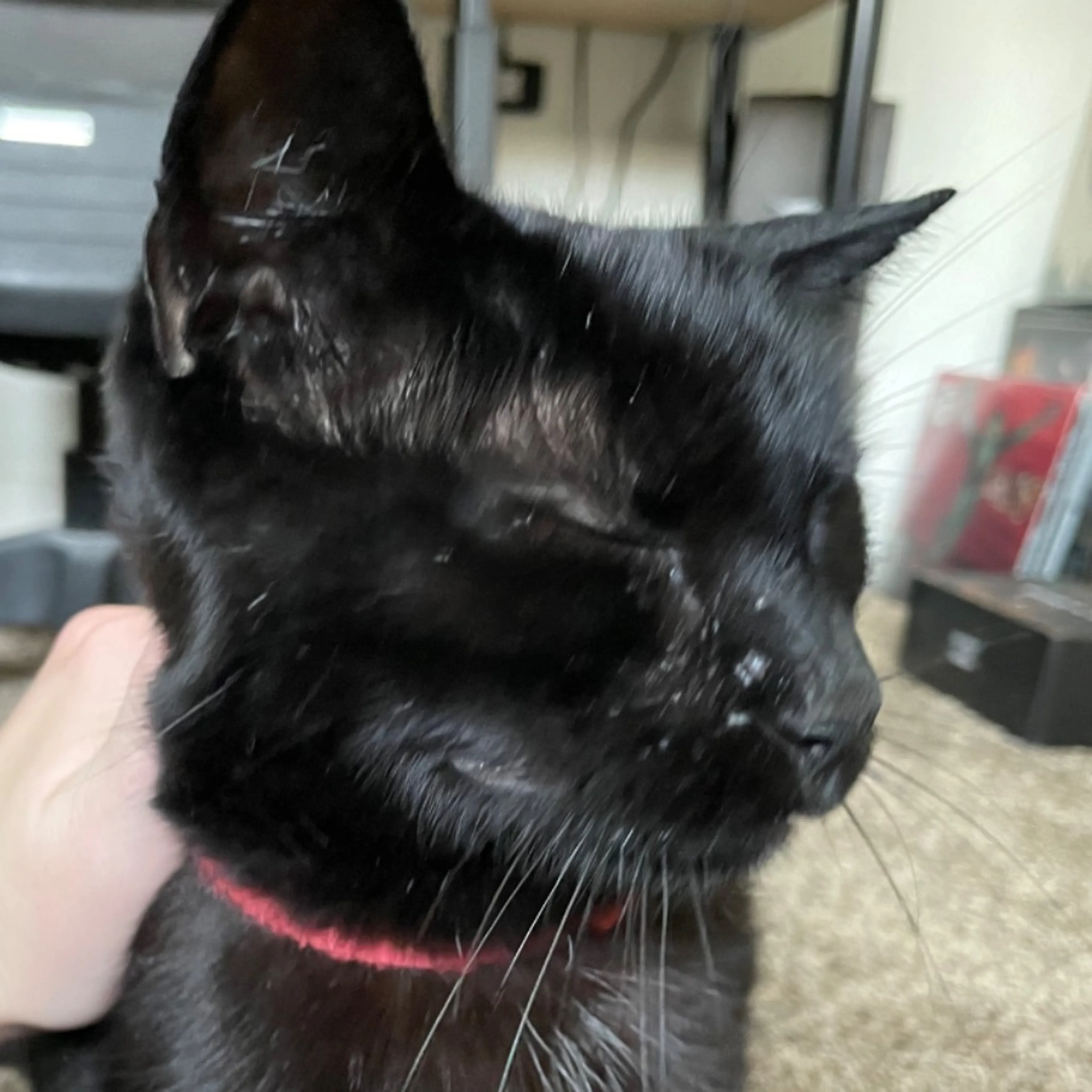 Found pet-0