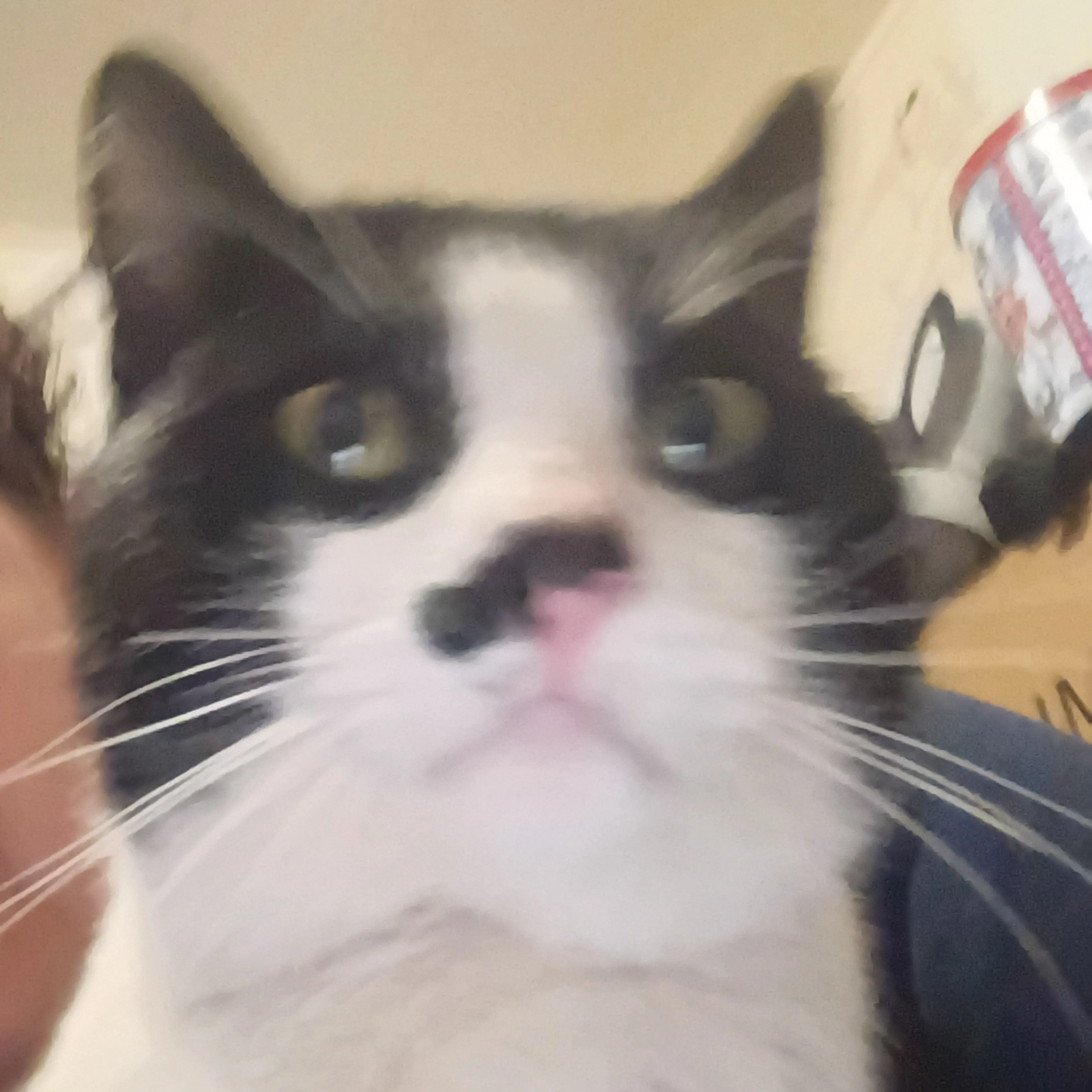 Lost pet-2