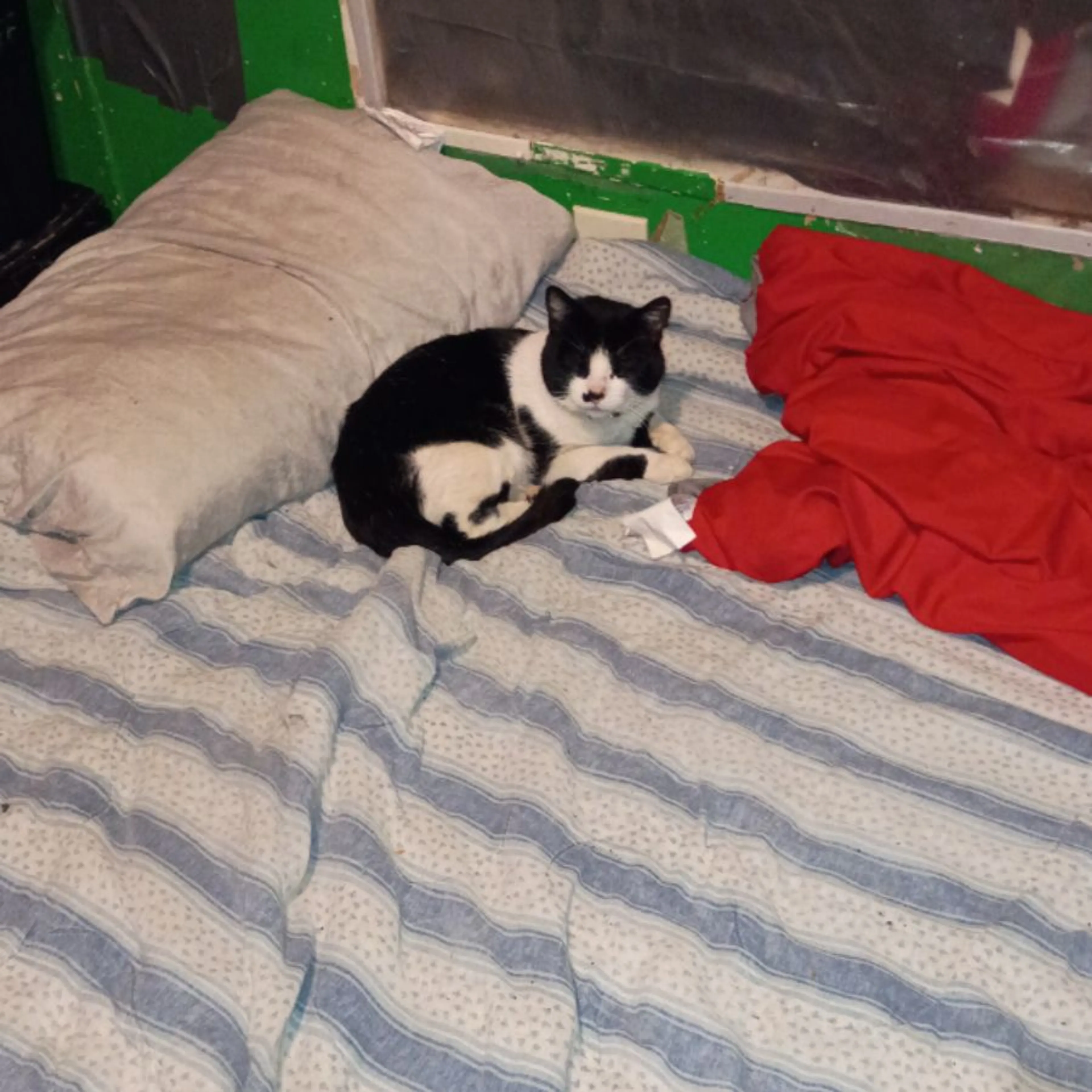 Lost pet-0