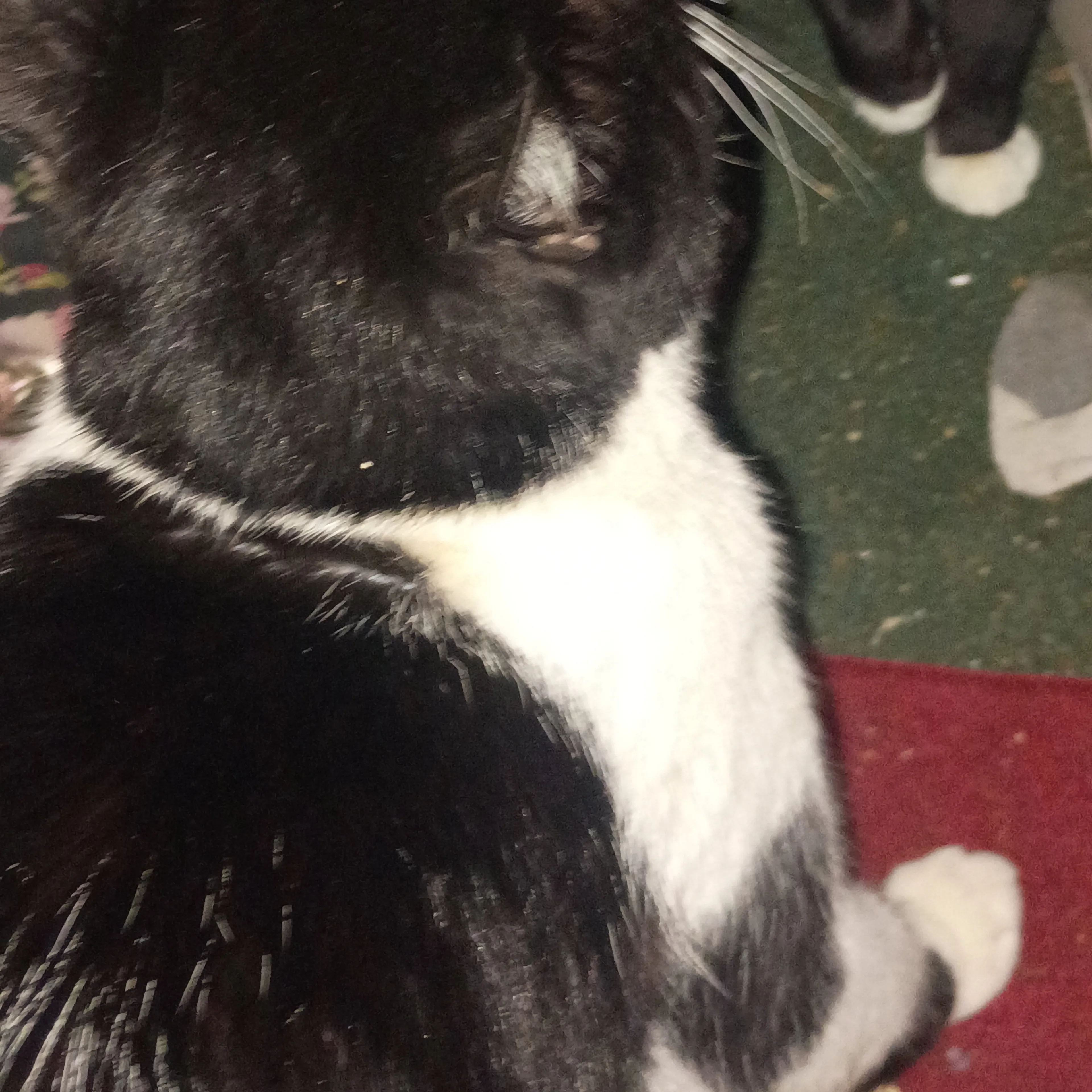 Lost pet-1