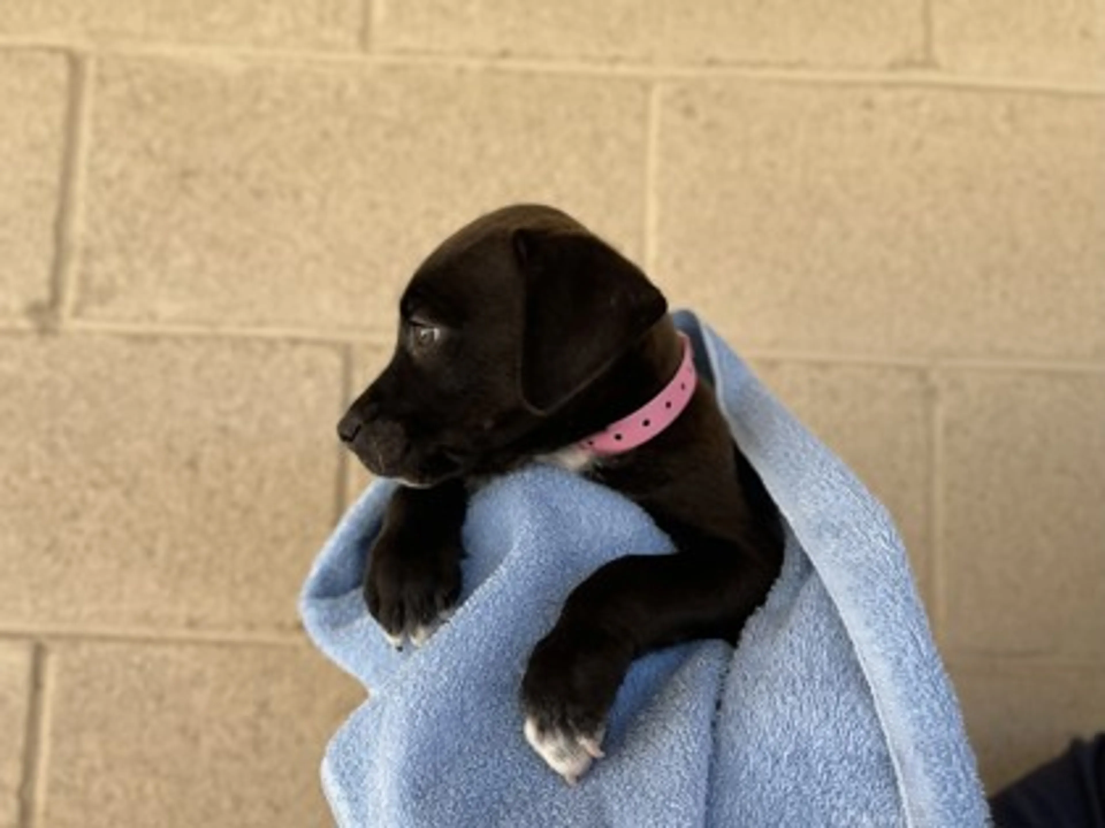 Found pet-1