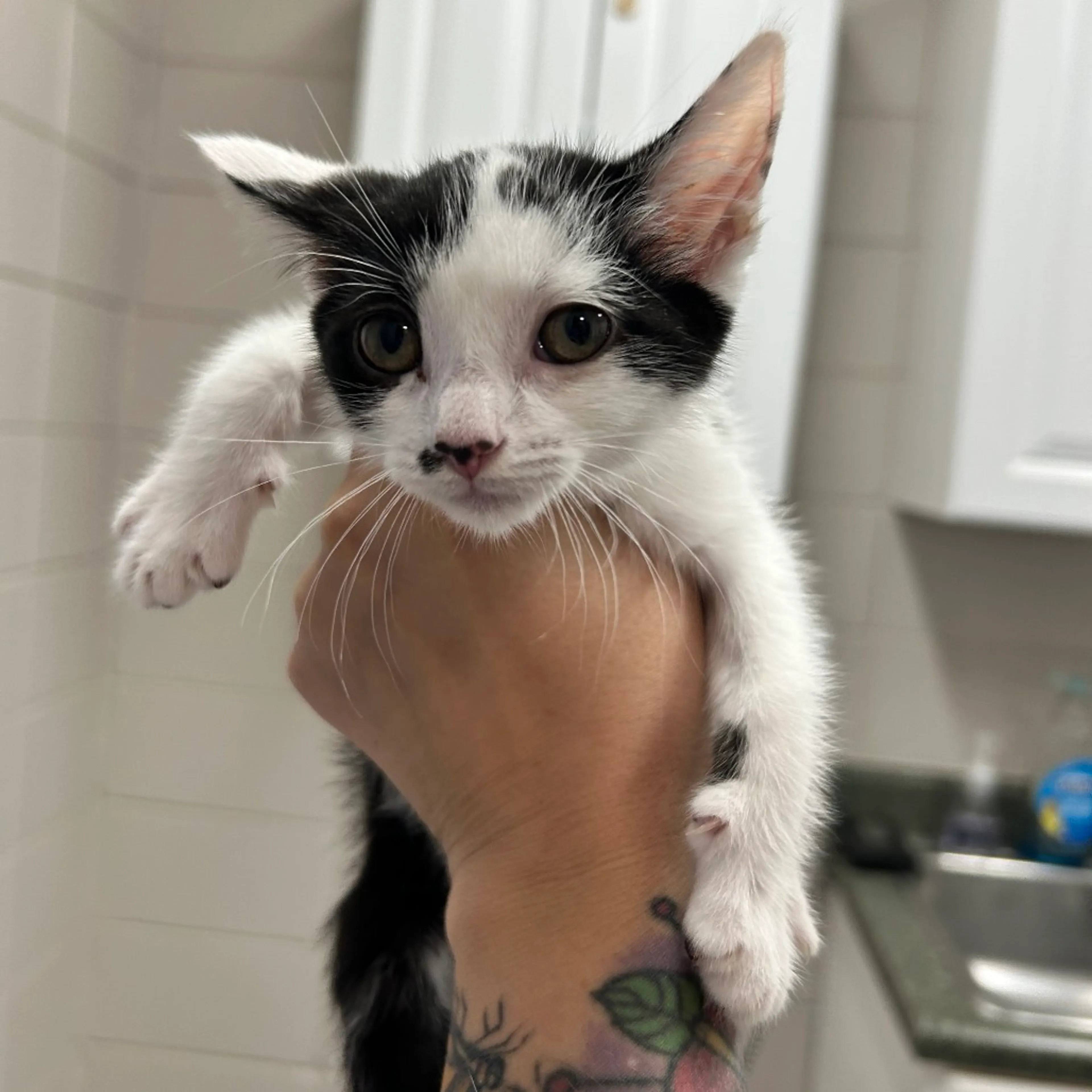 Found pet