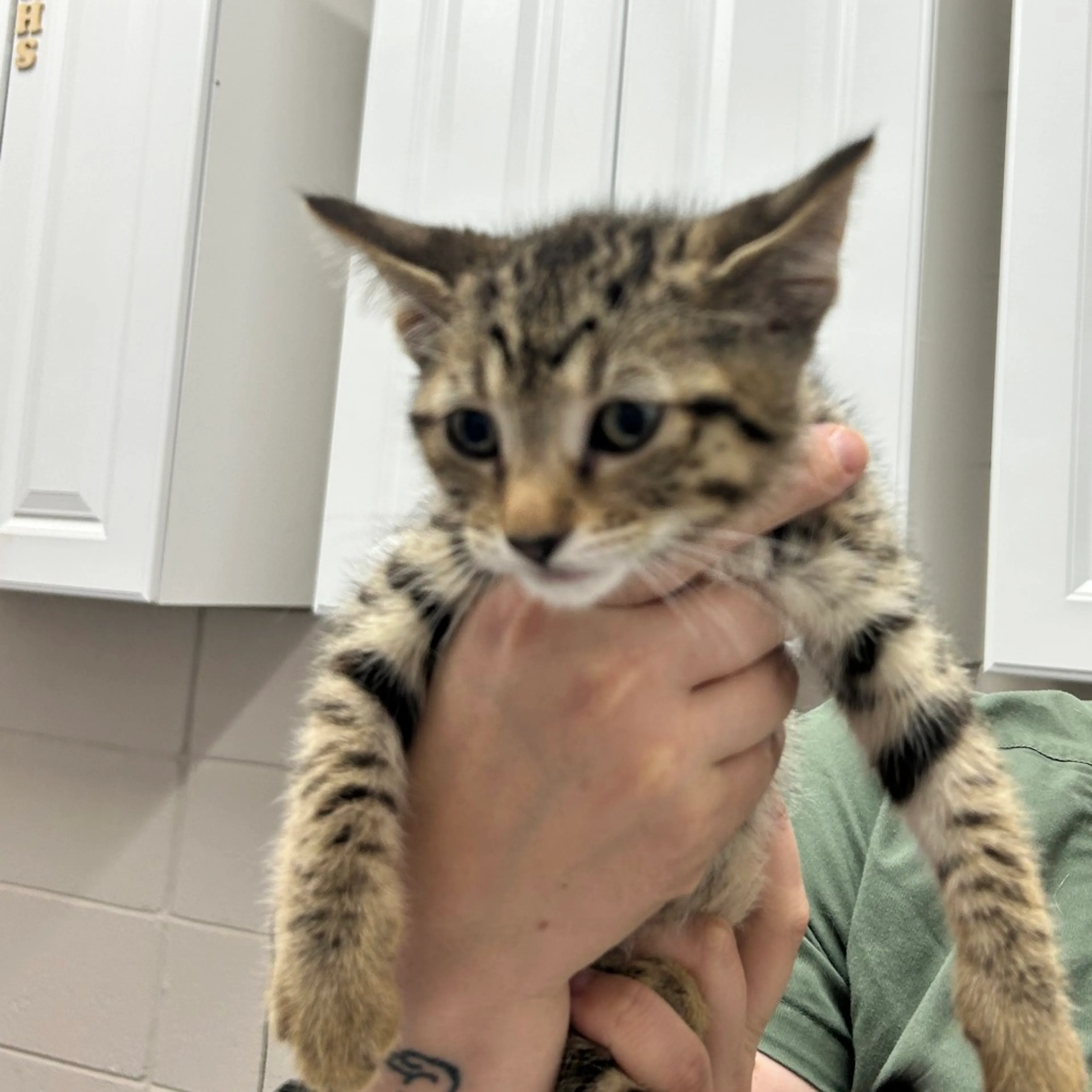 Found pet
