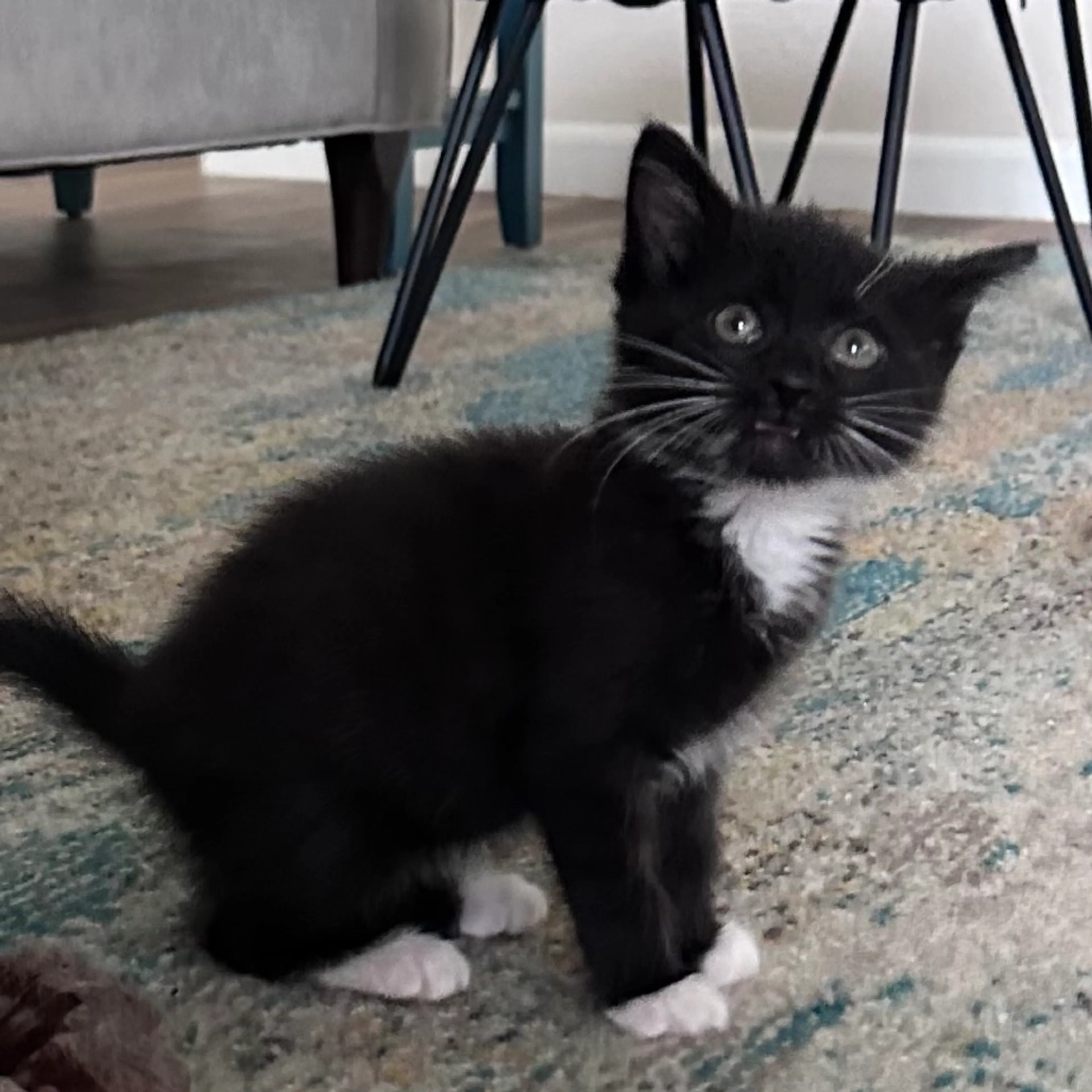 Found pet