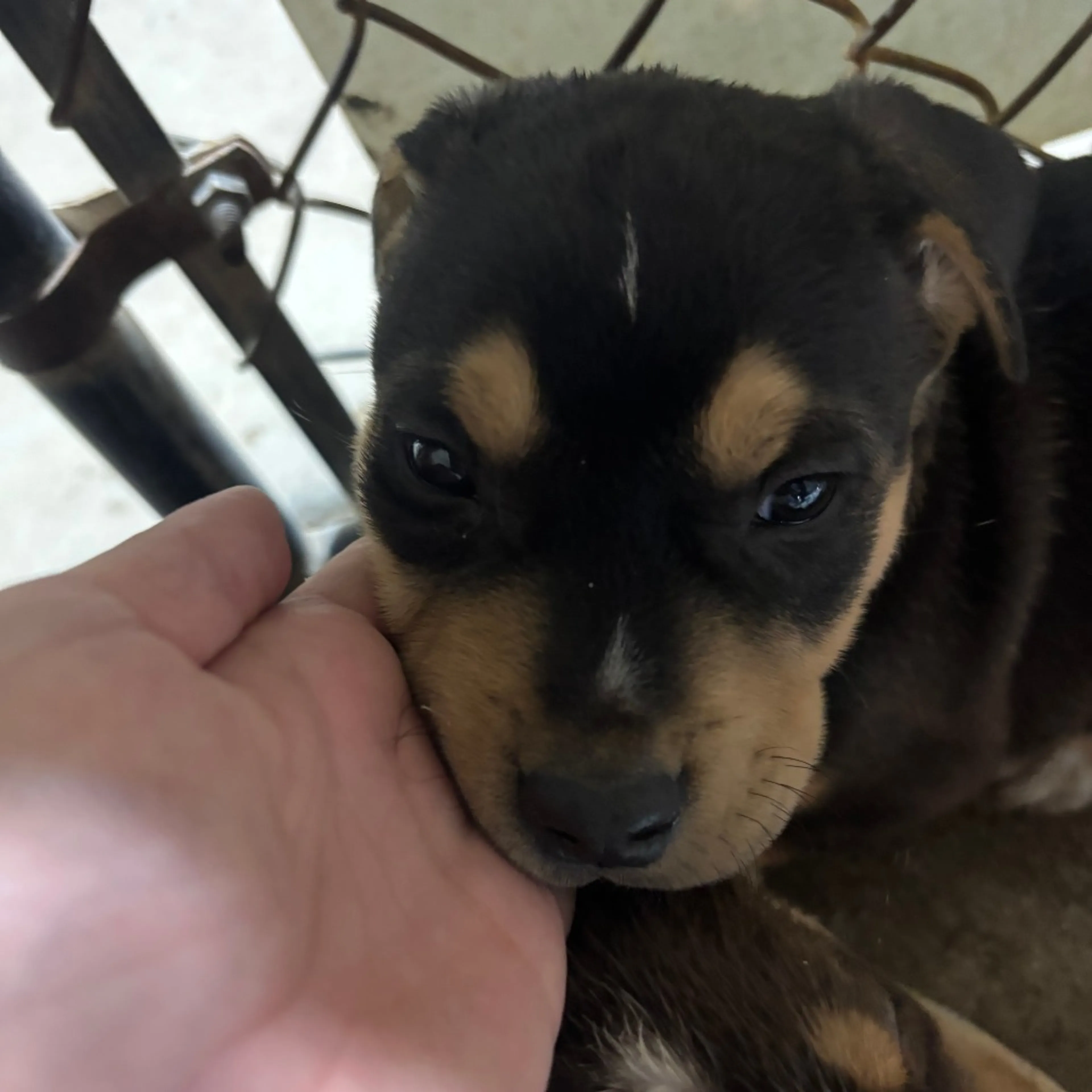 Found pet