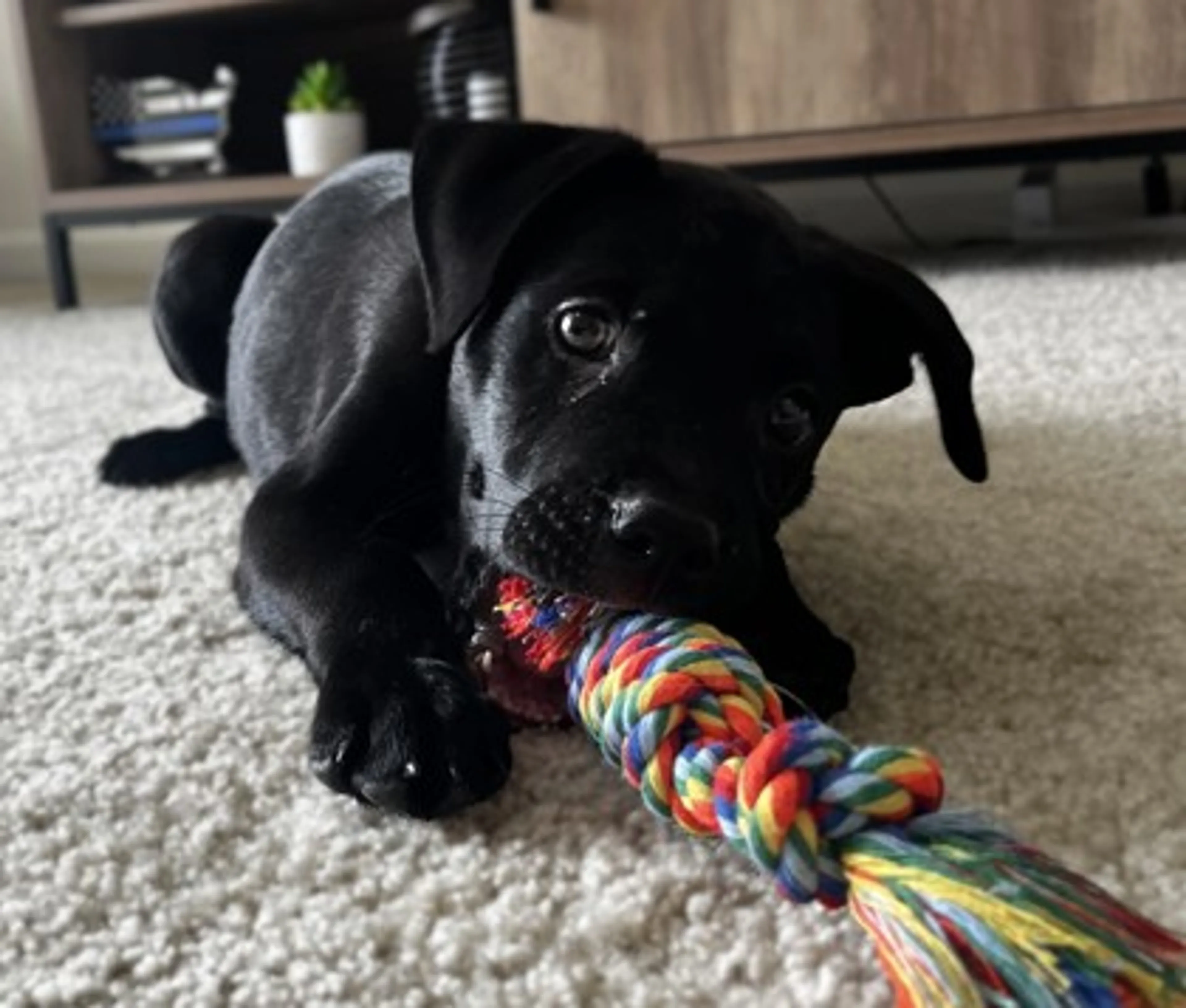 Found pet-1
