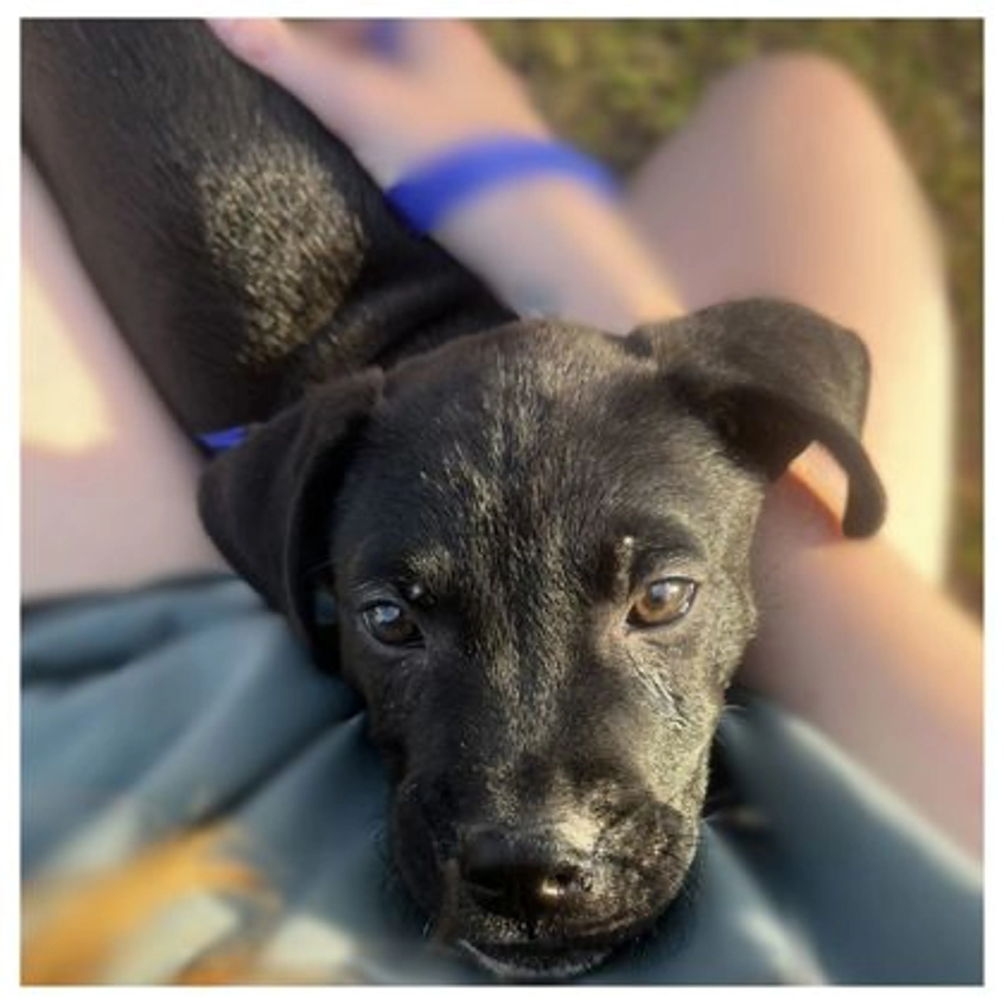 Found pet-2