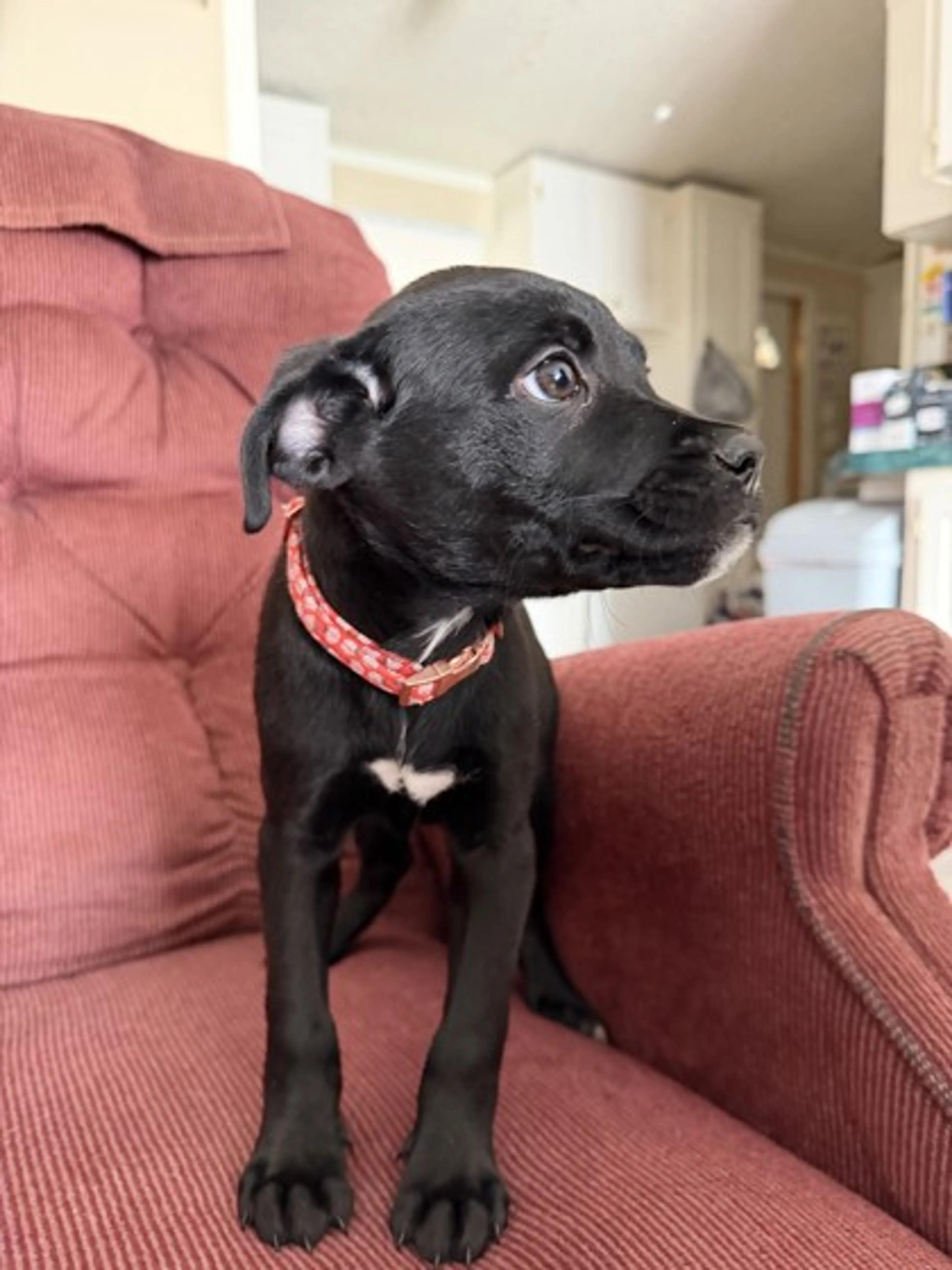 Found pet-2