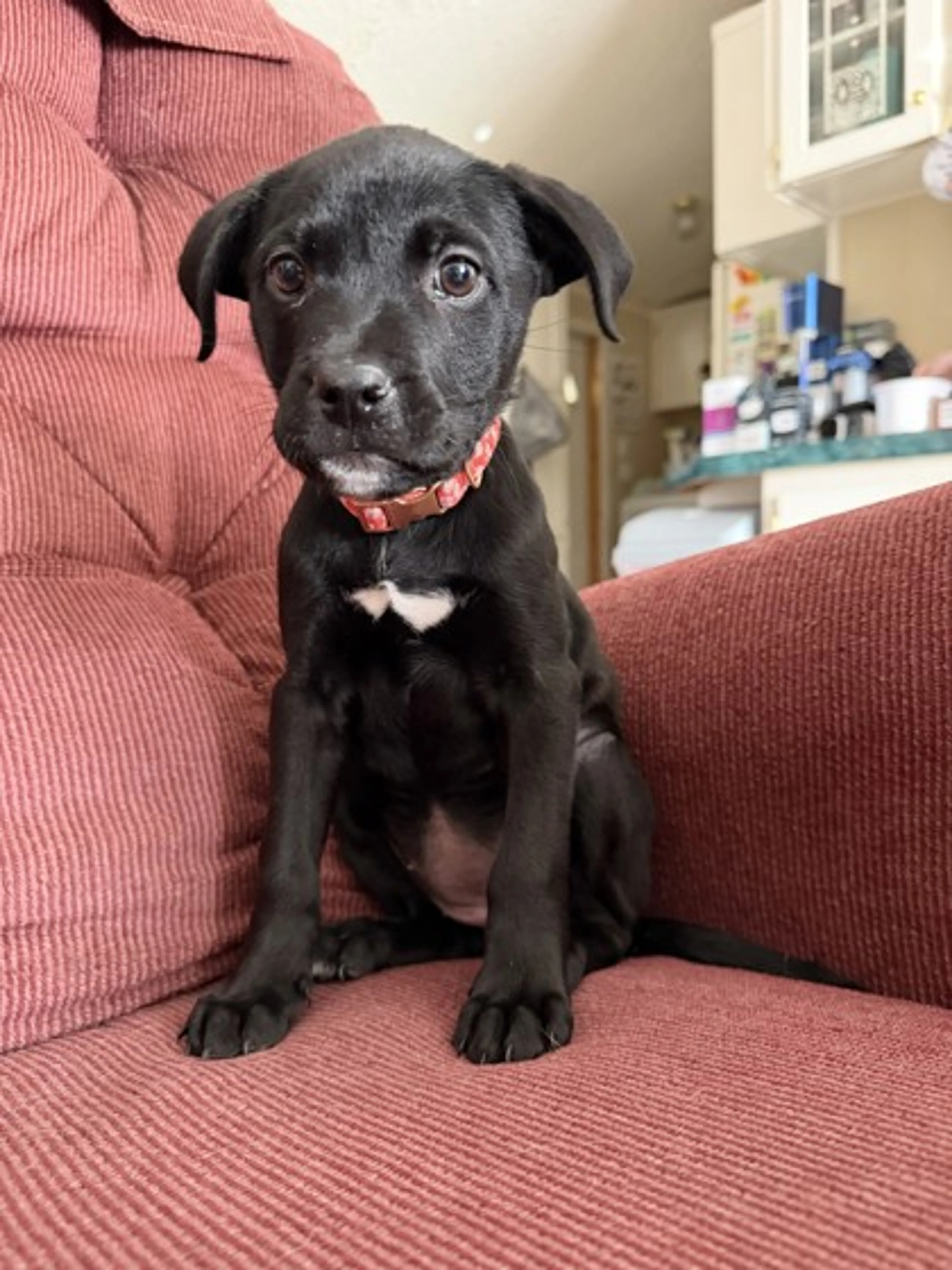 Found pet-1