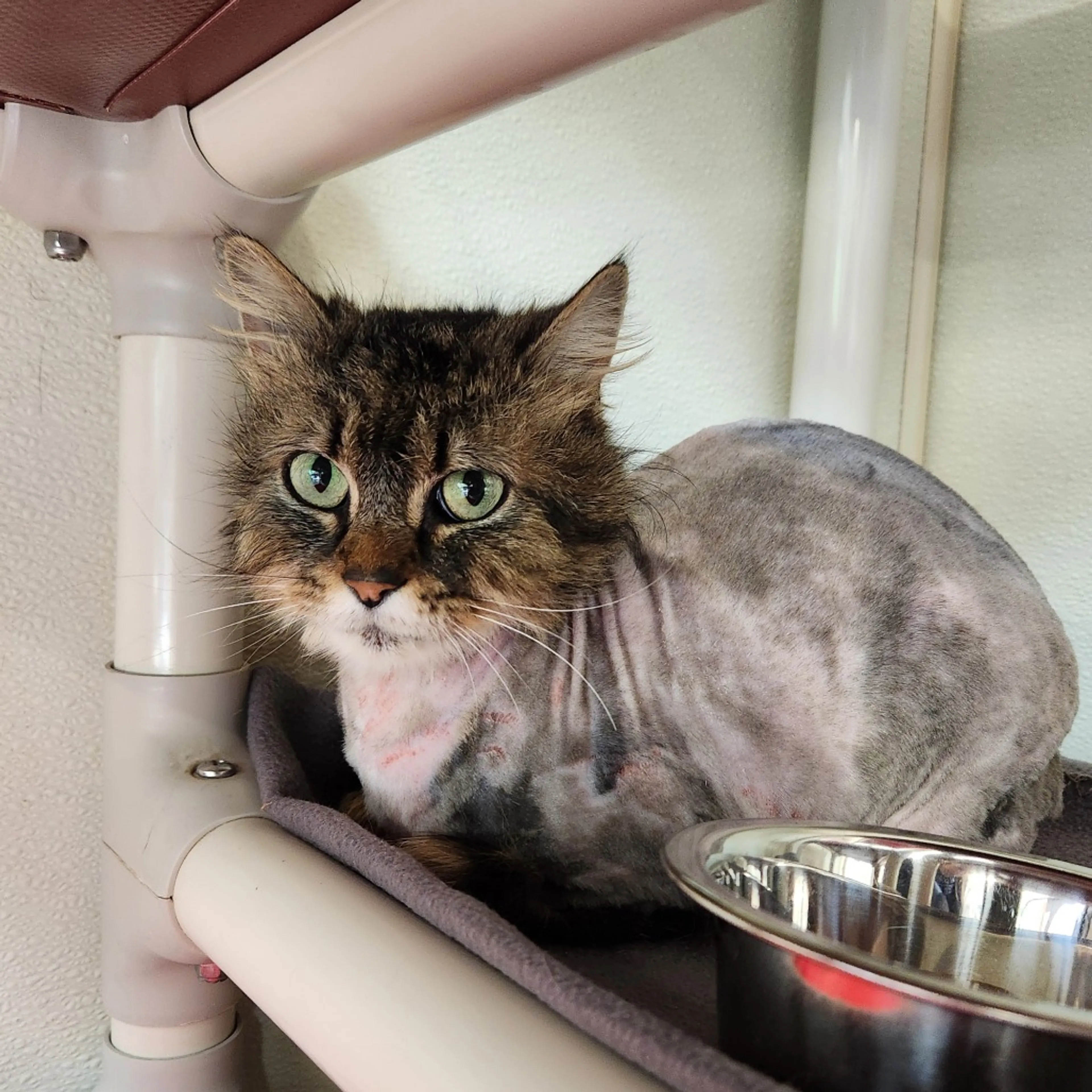 Found pet