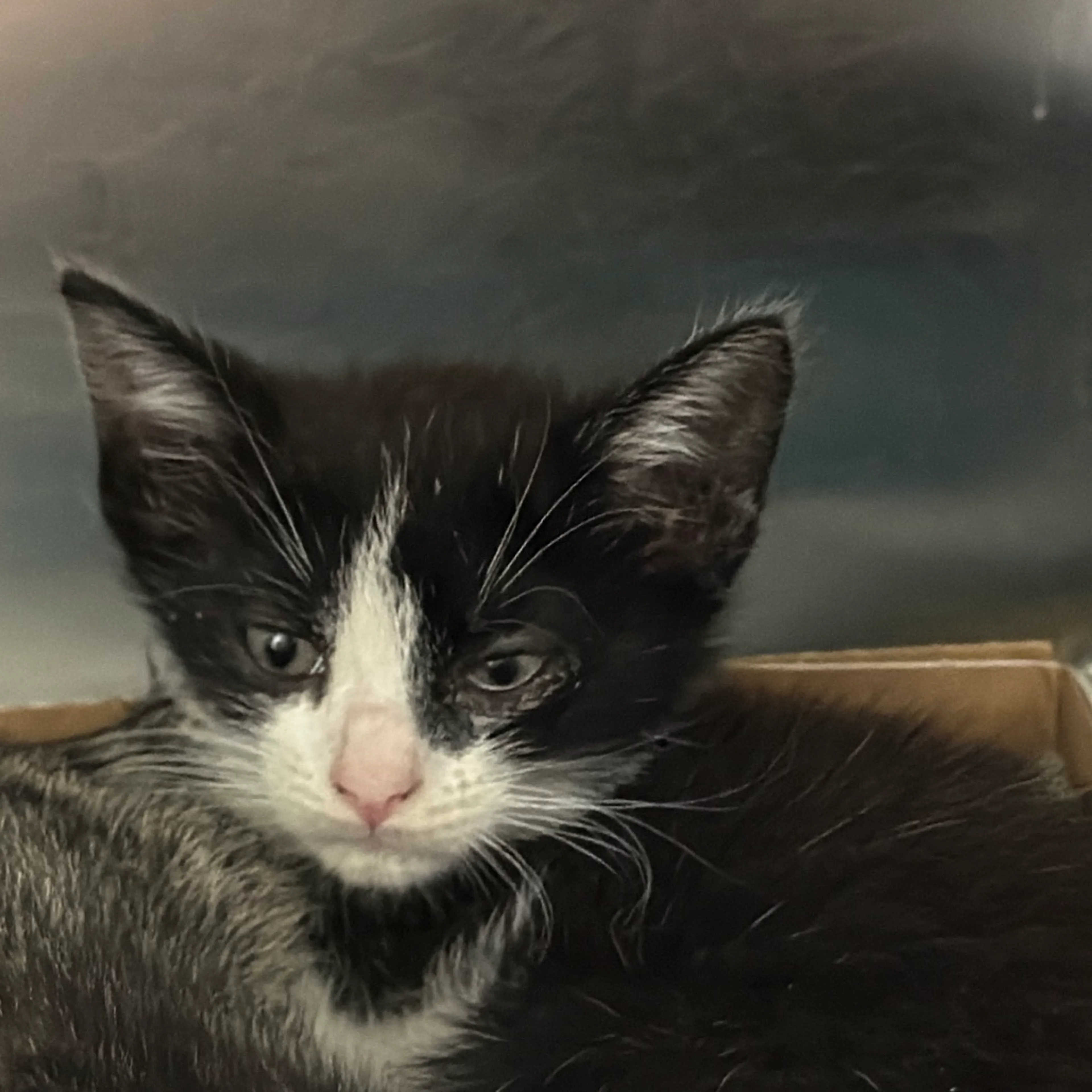 Found pet