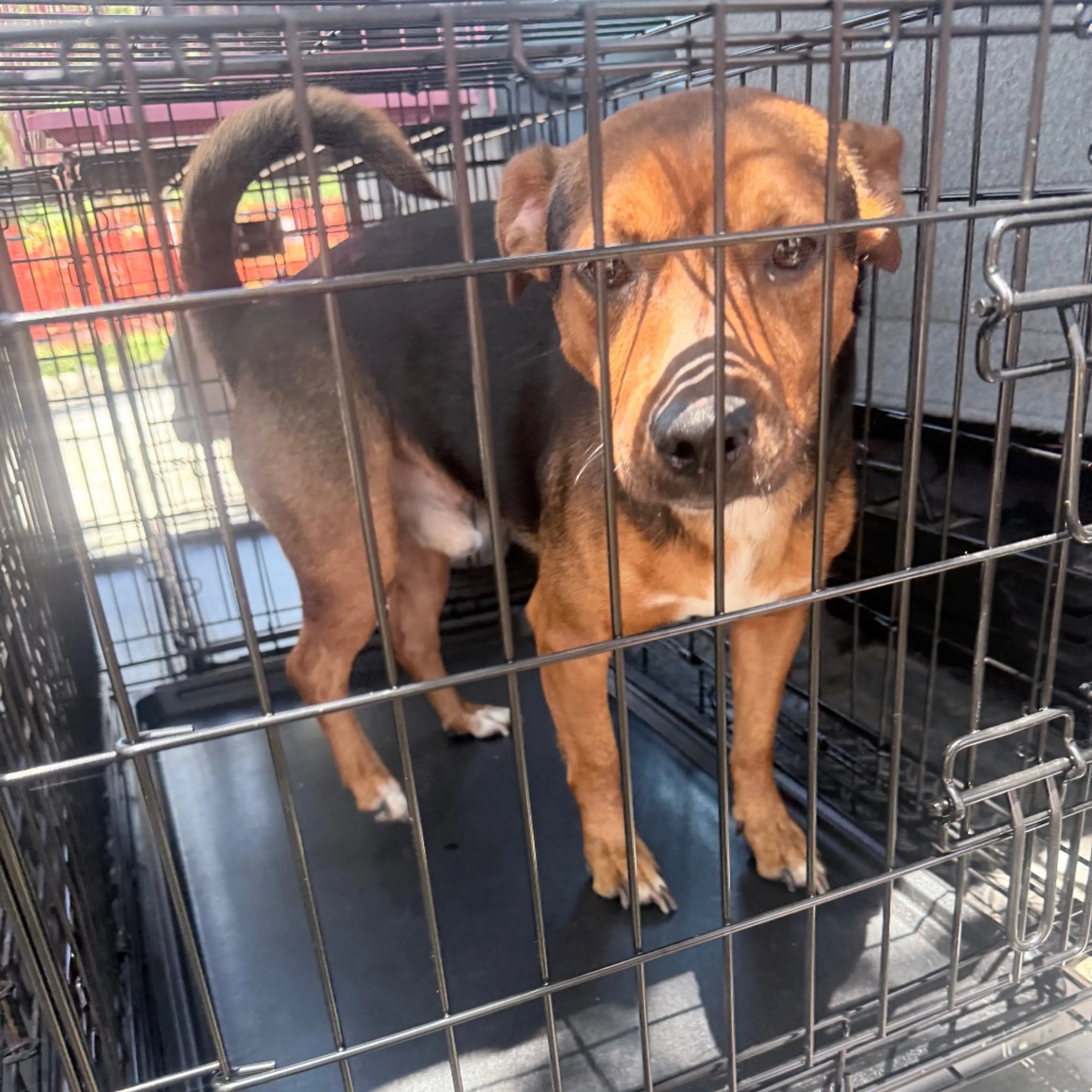Found pet