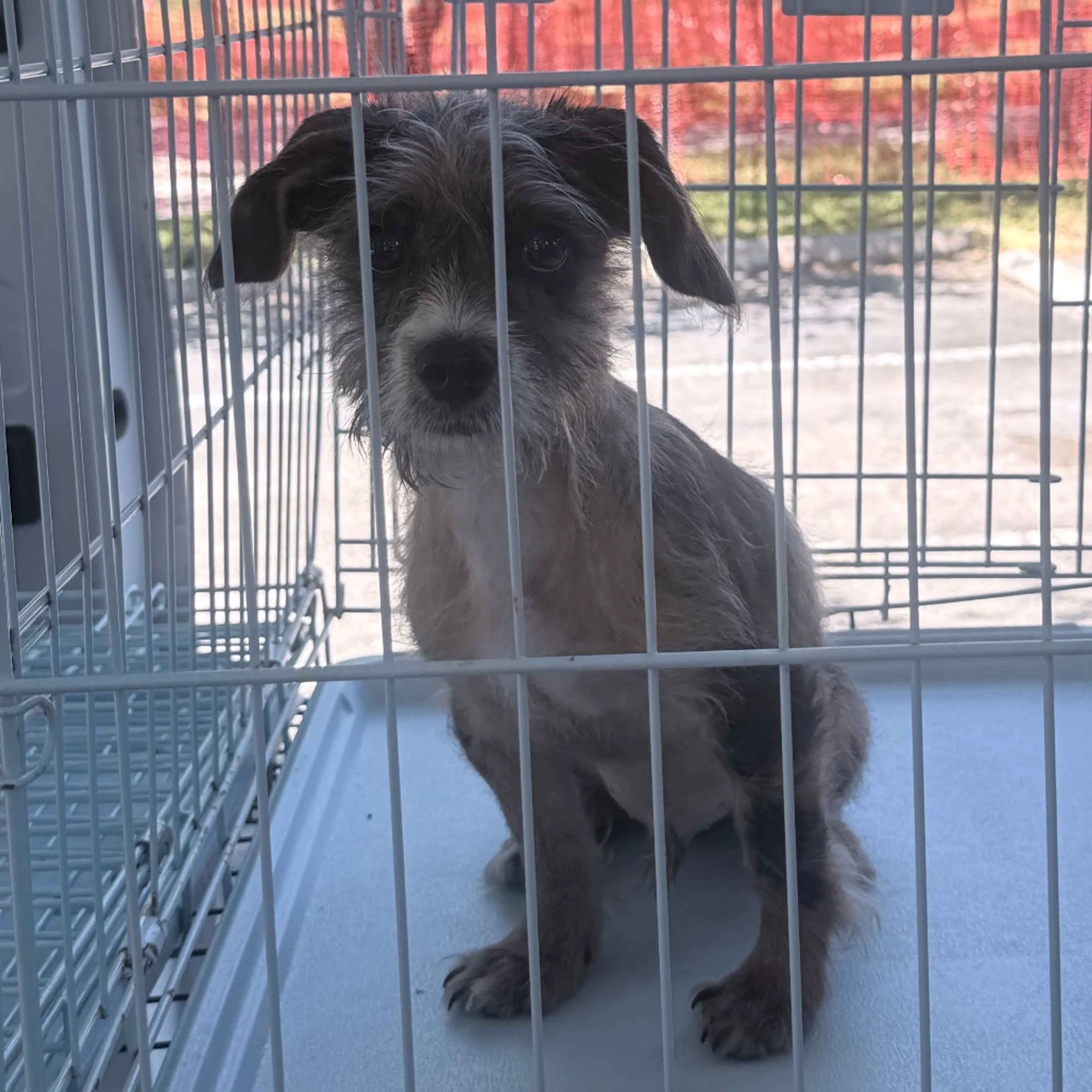 Found pet