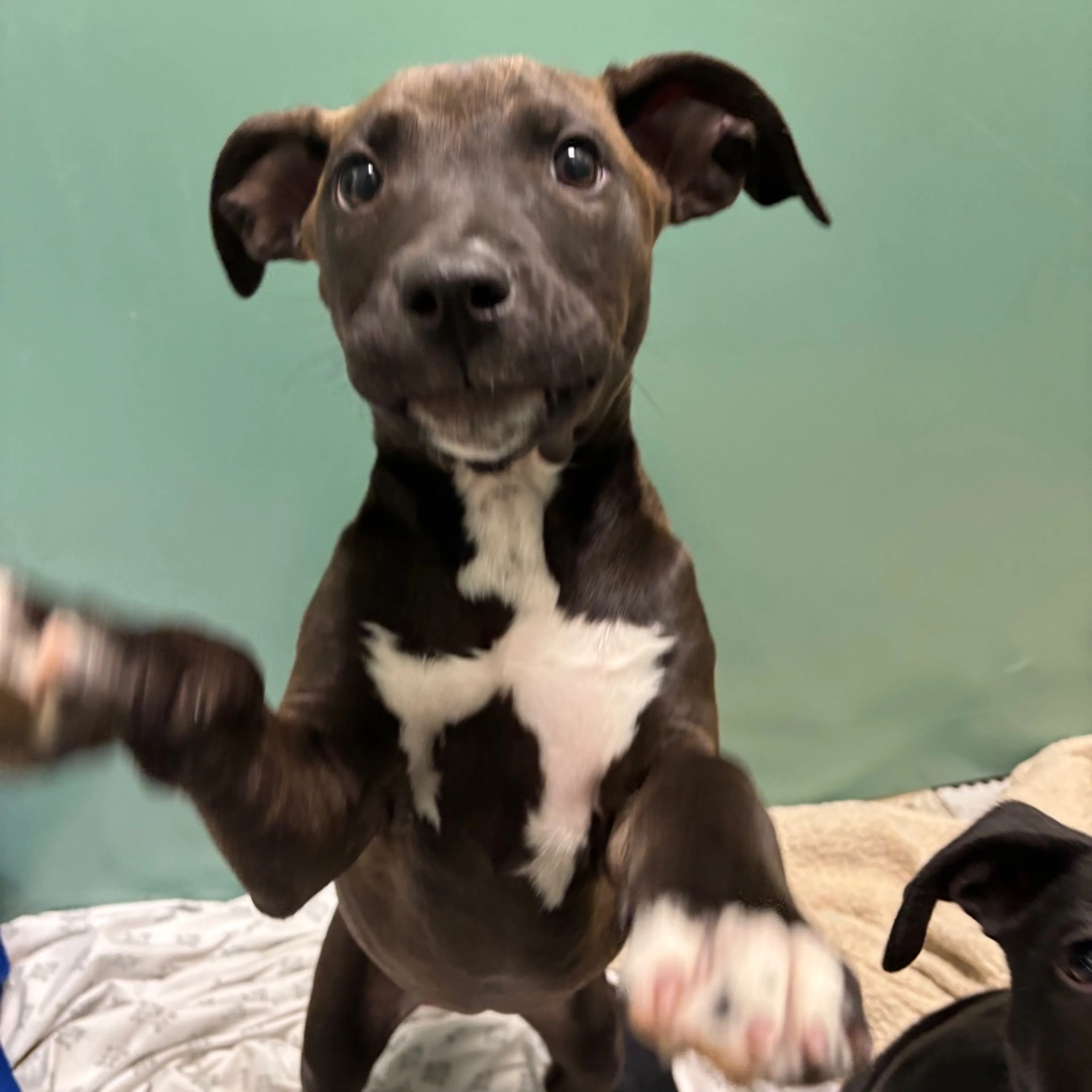 Found pet-1
