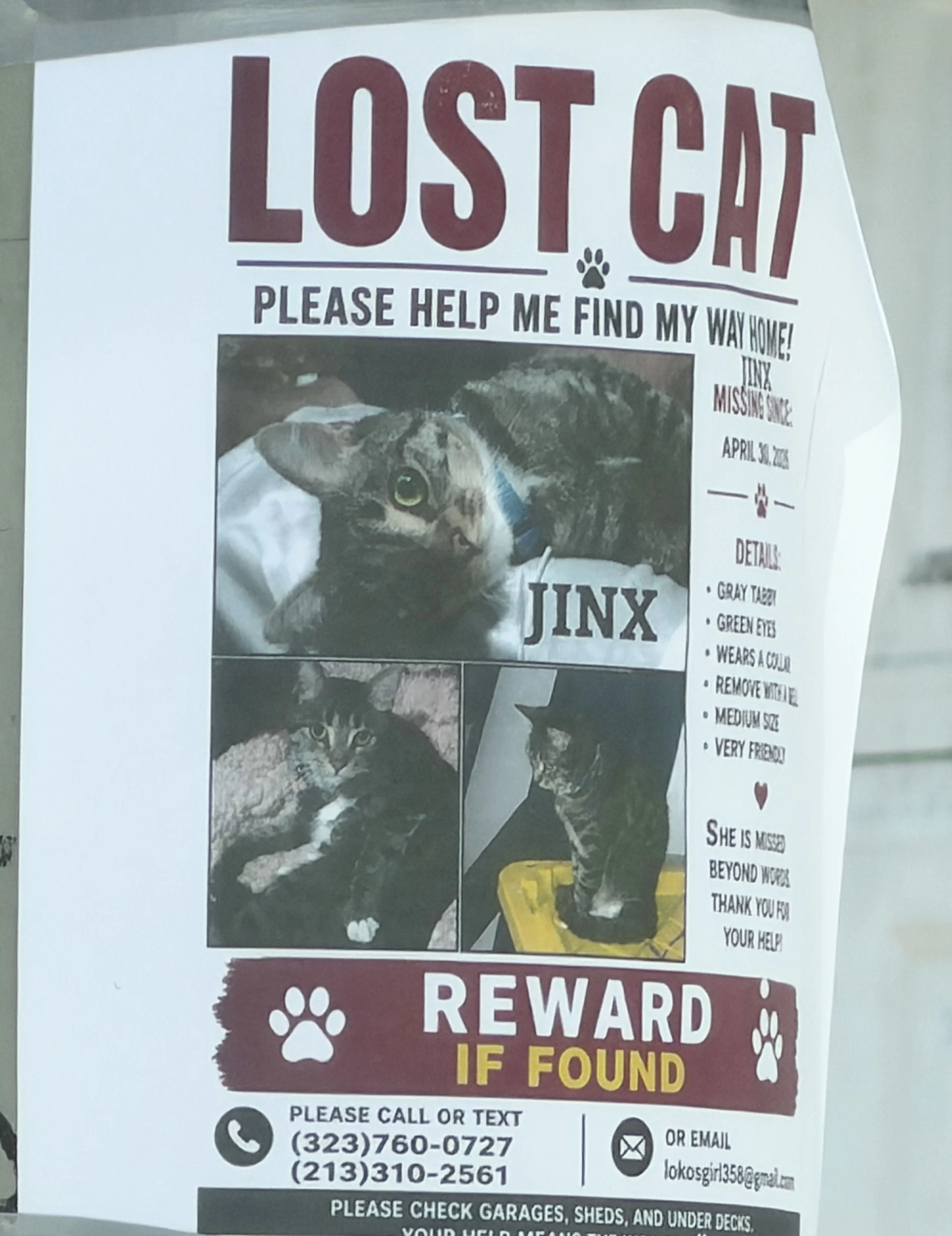 Lost pet