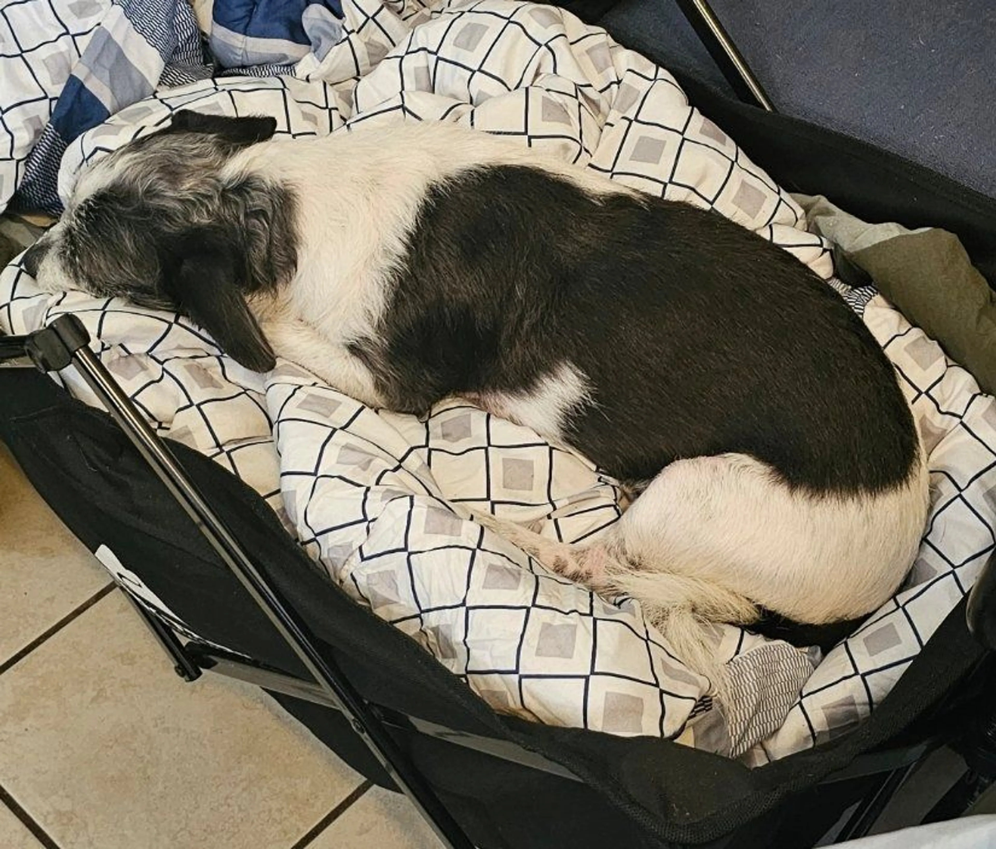 Lost pet-1