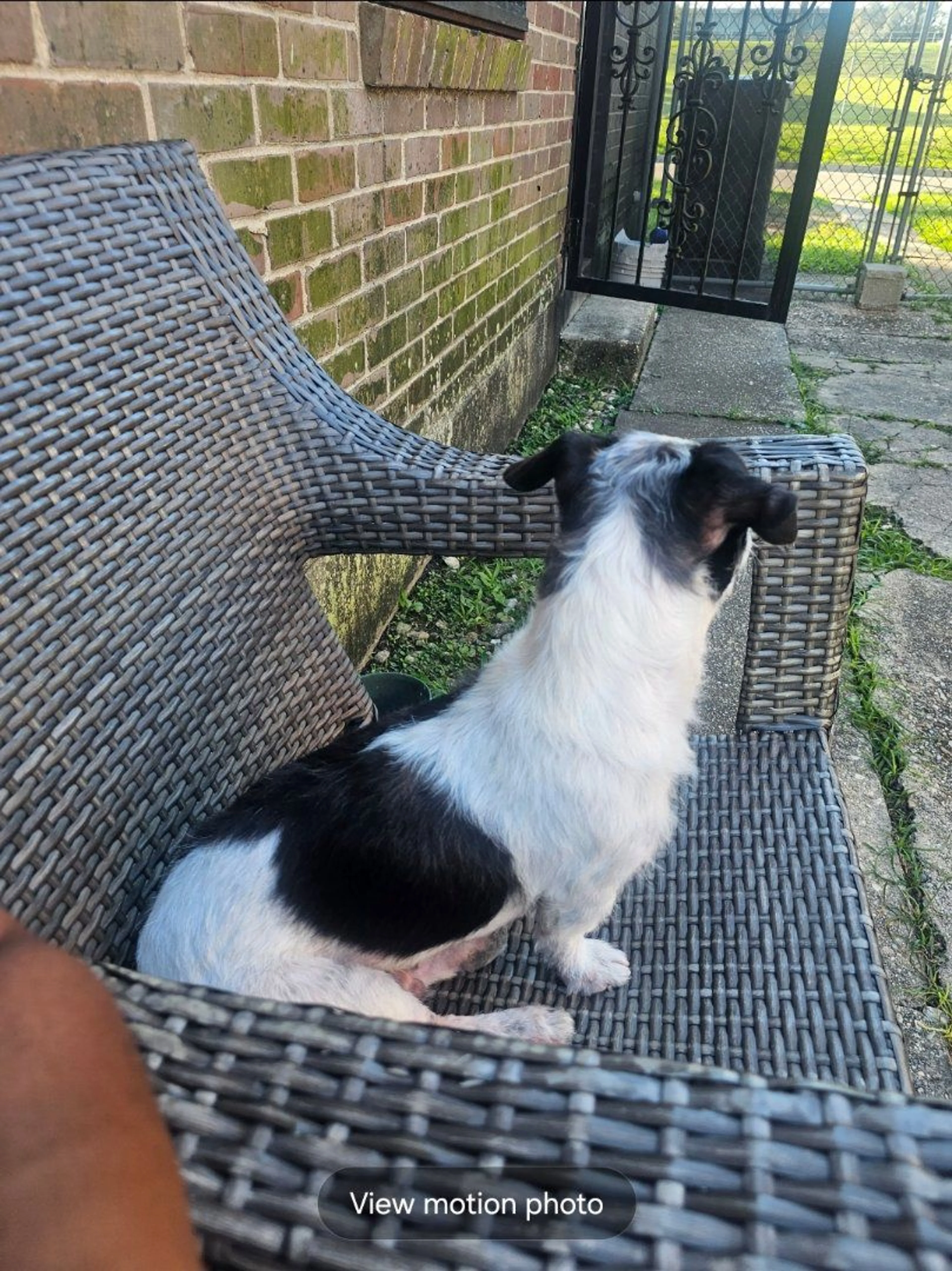 Lost pet-2